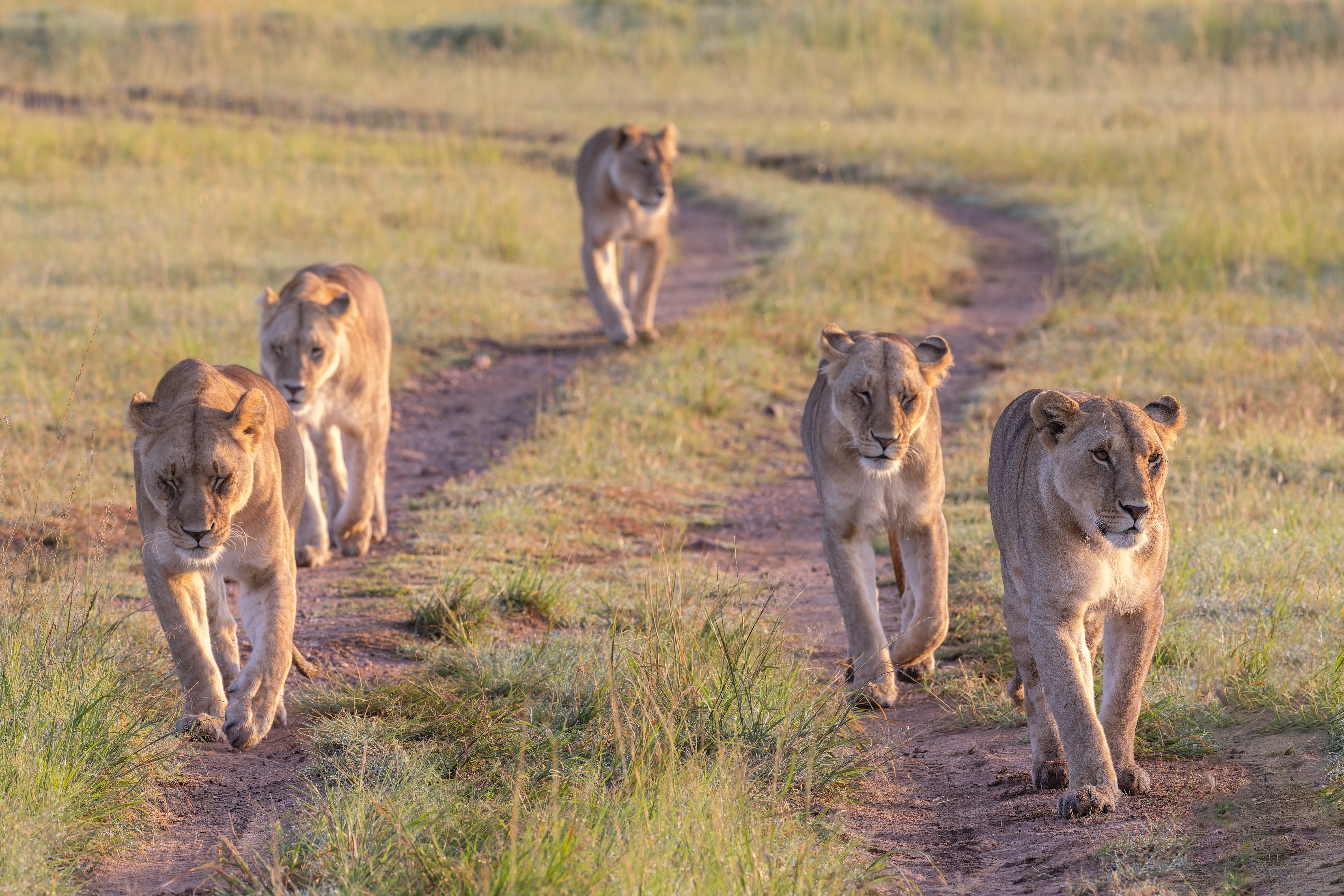 Lionne ©Jacques Bibinet - Photographe animalier