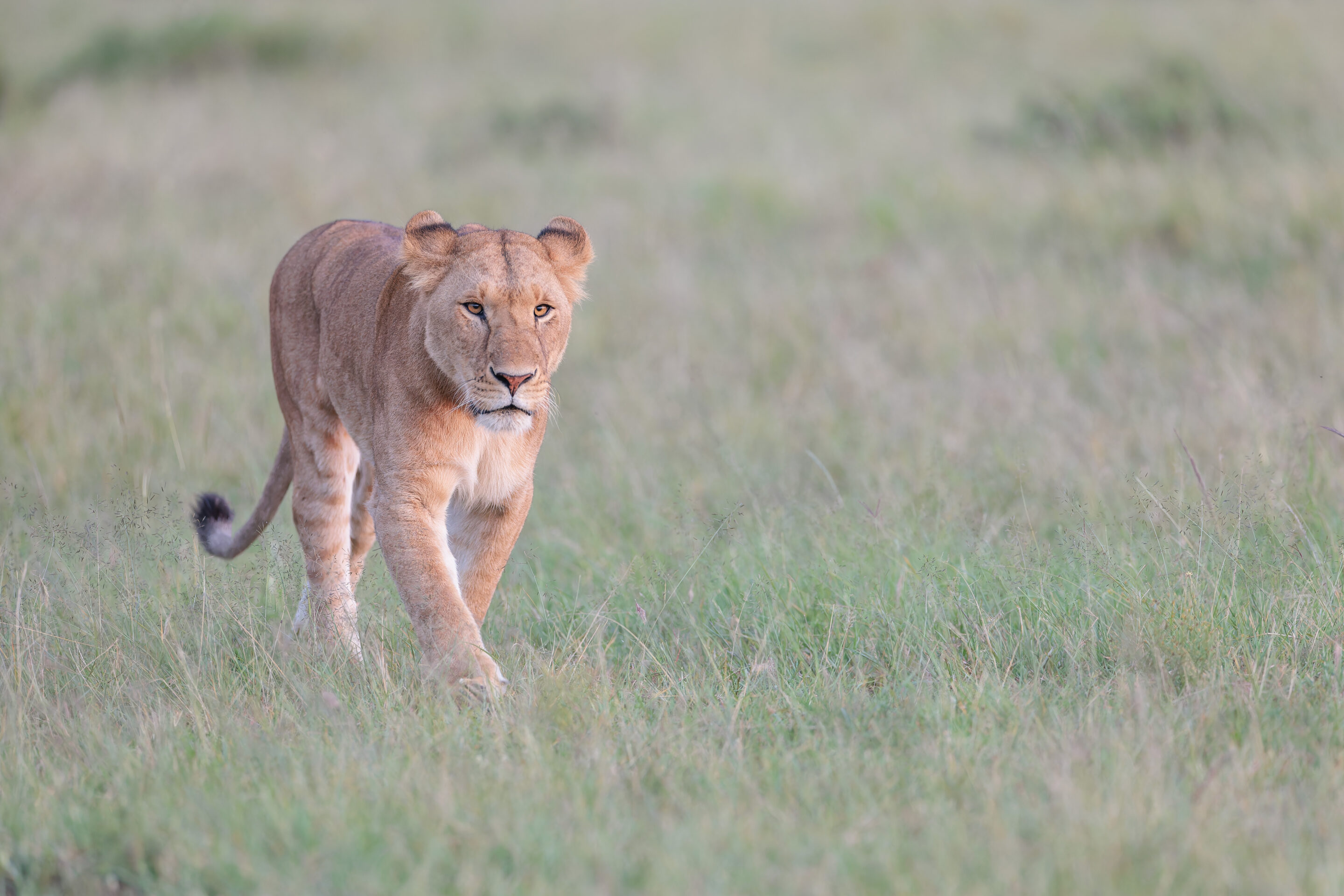 Lionne ©Jacques Bibinet - Photographe animalier
