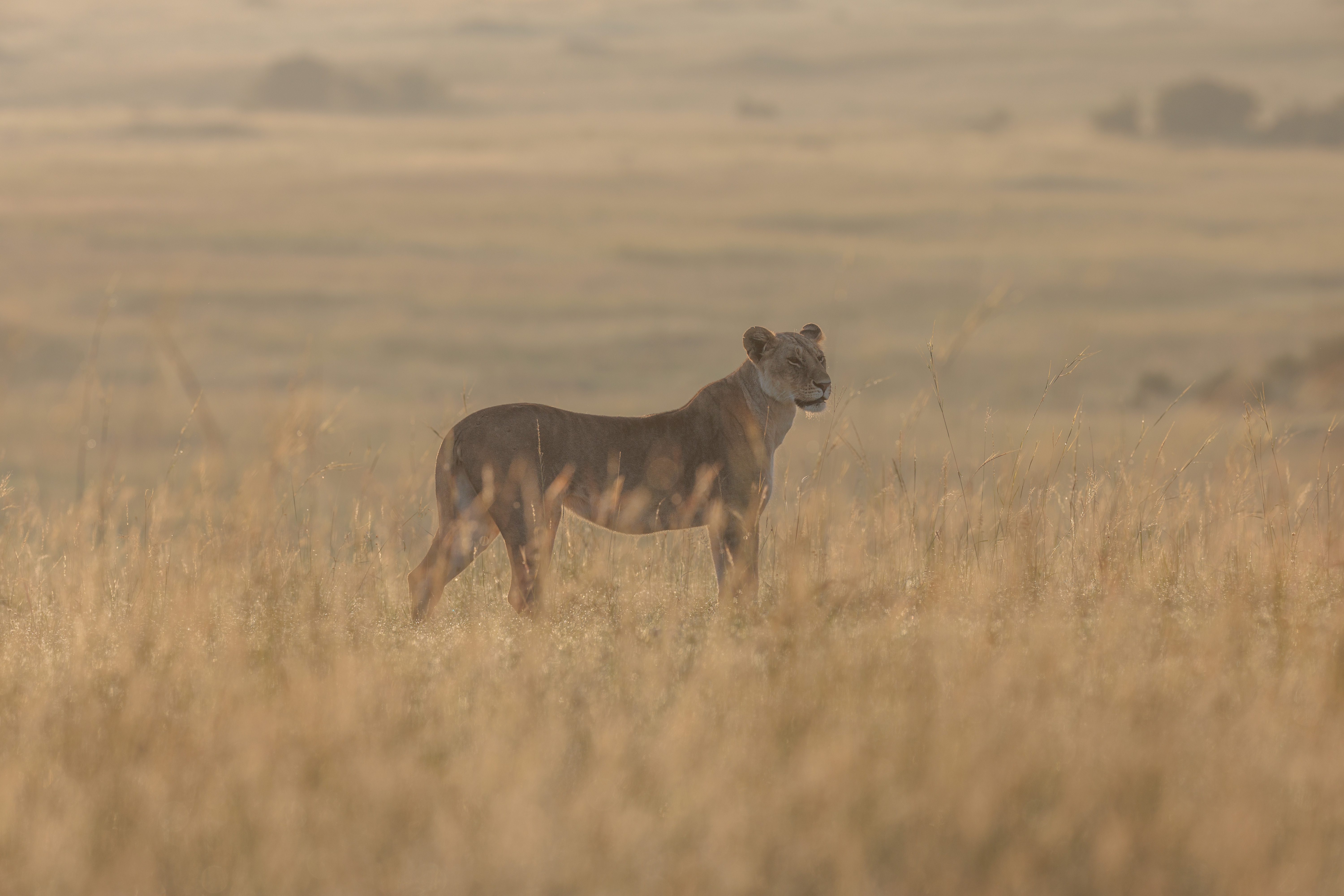 Lionne ©Jacques Bibinet - Photographe animalier