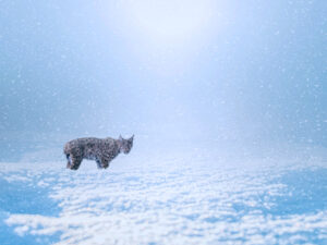 Tableau Photo Lynx Boréal Alu Dibond ©Jacques Bibinet - Animaux sauvages d'Europe