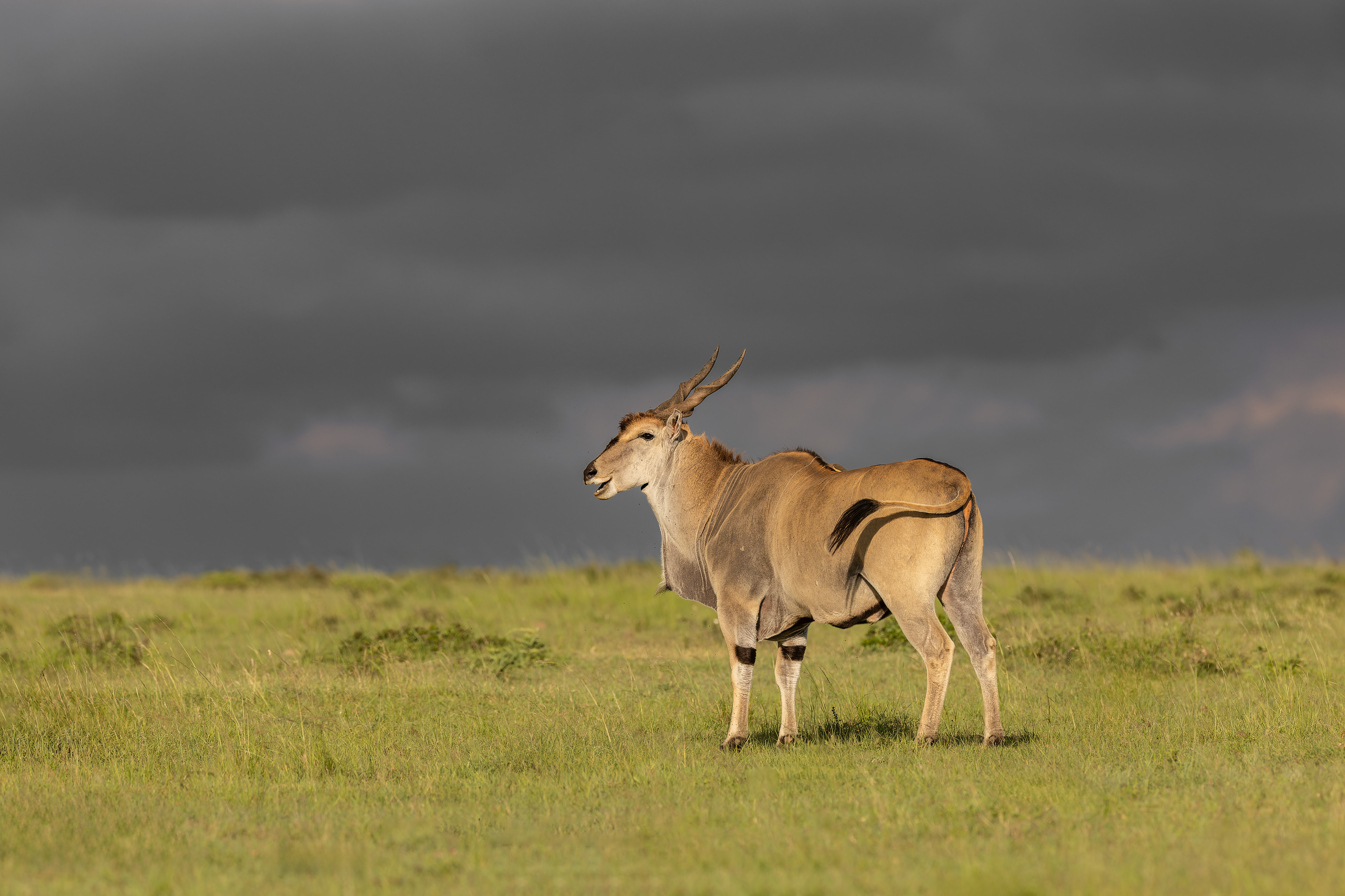 Oryx ©Jacques Bibinet - Photographe animalier