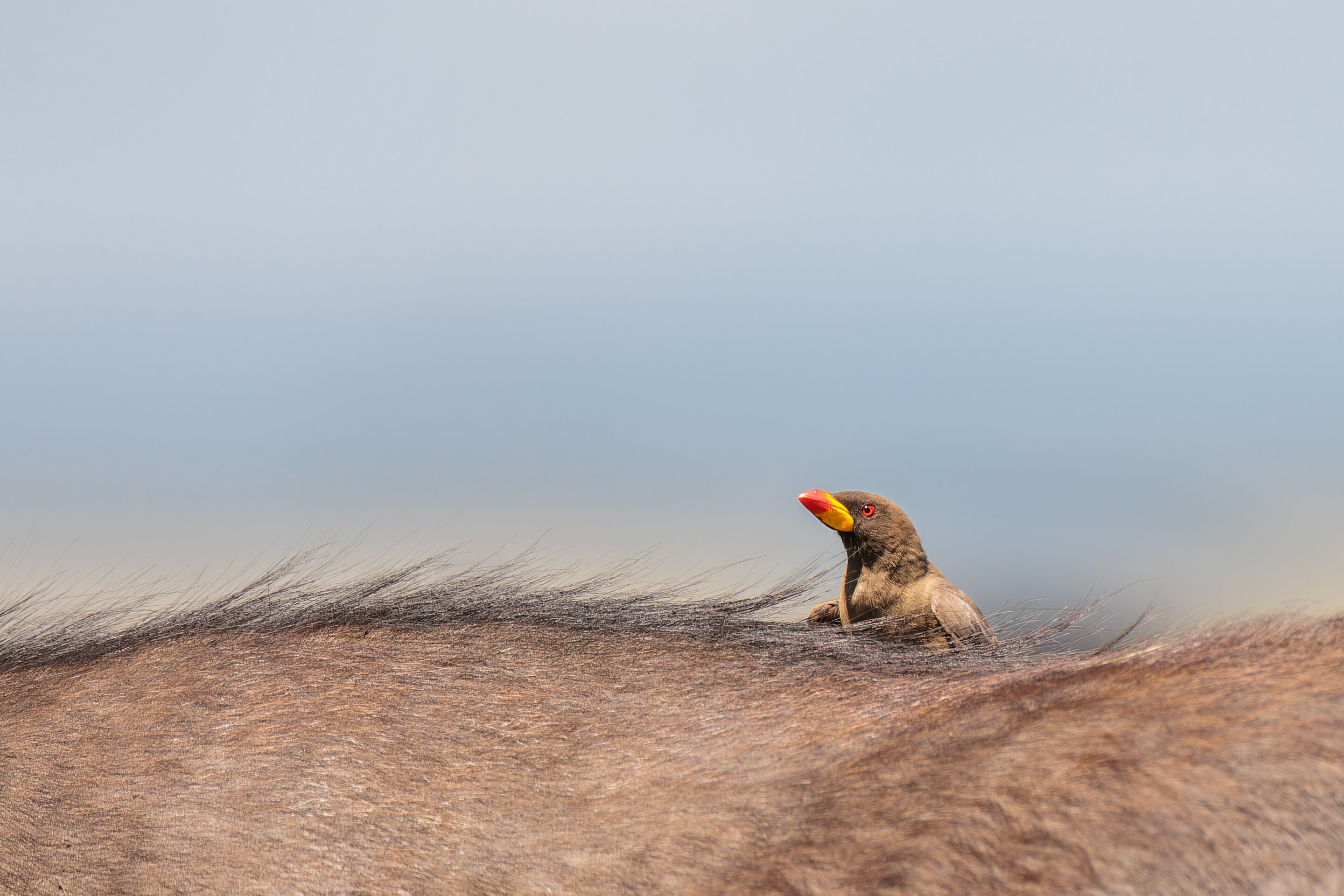 Pic-Boeuf-à-bec-jaune ©Jacques Bibinet - Photographe animalier