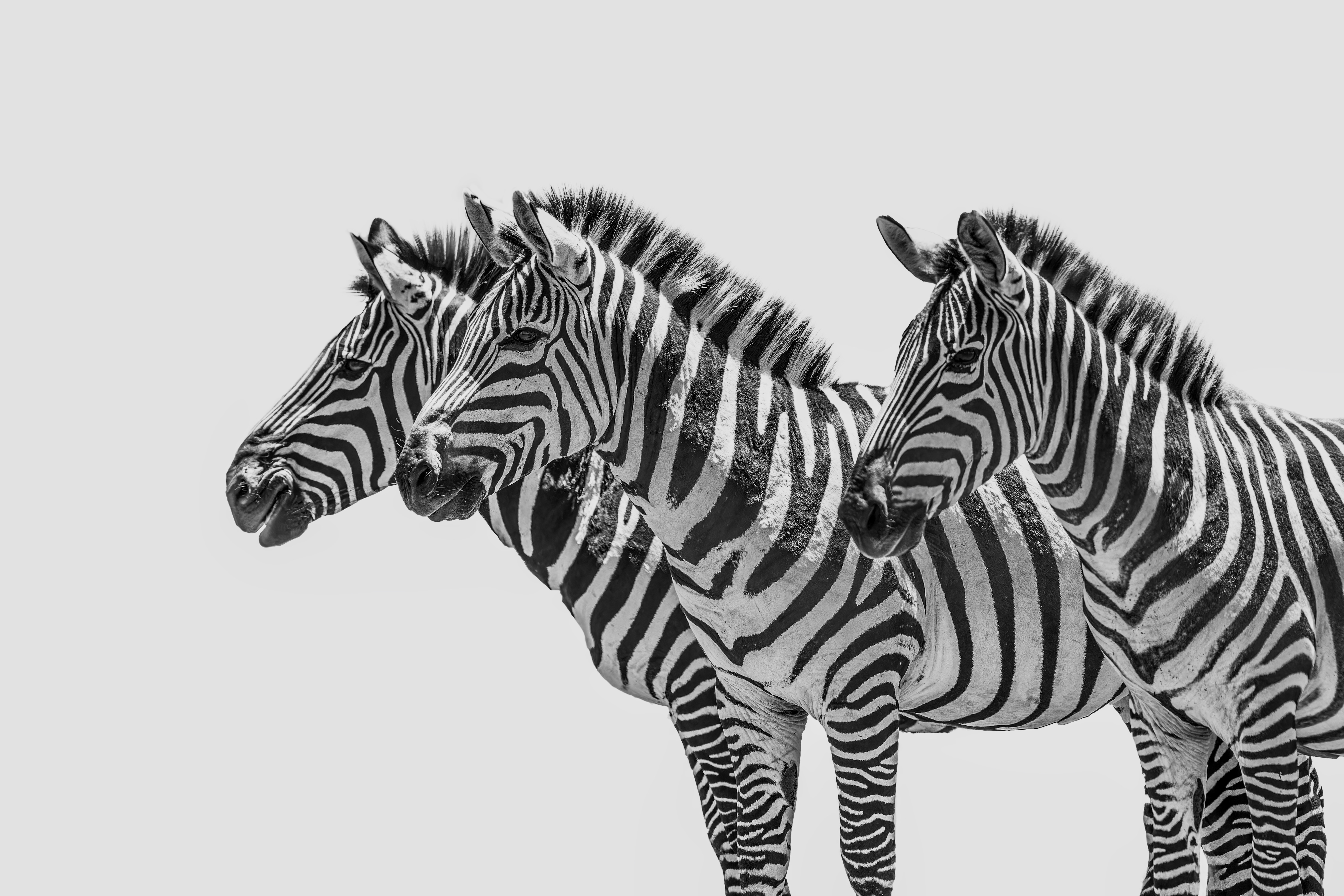 Tableau Photo Zèbres Fine Art ©Jacques Bibinet - Animaux sauvages d'Afrique