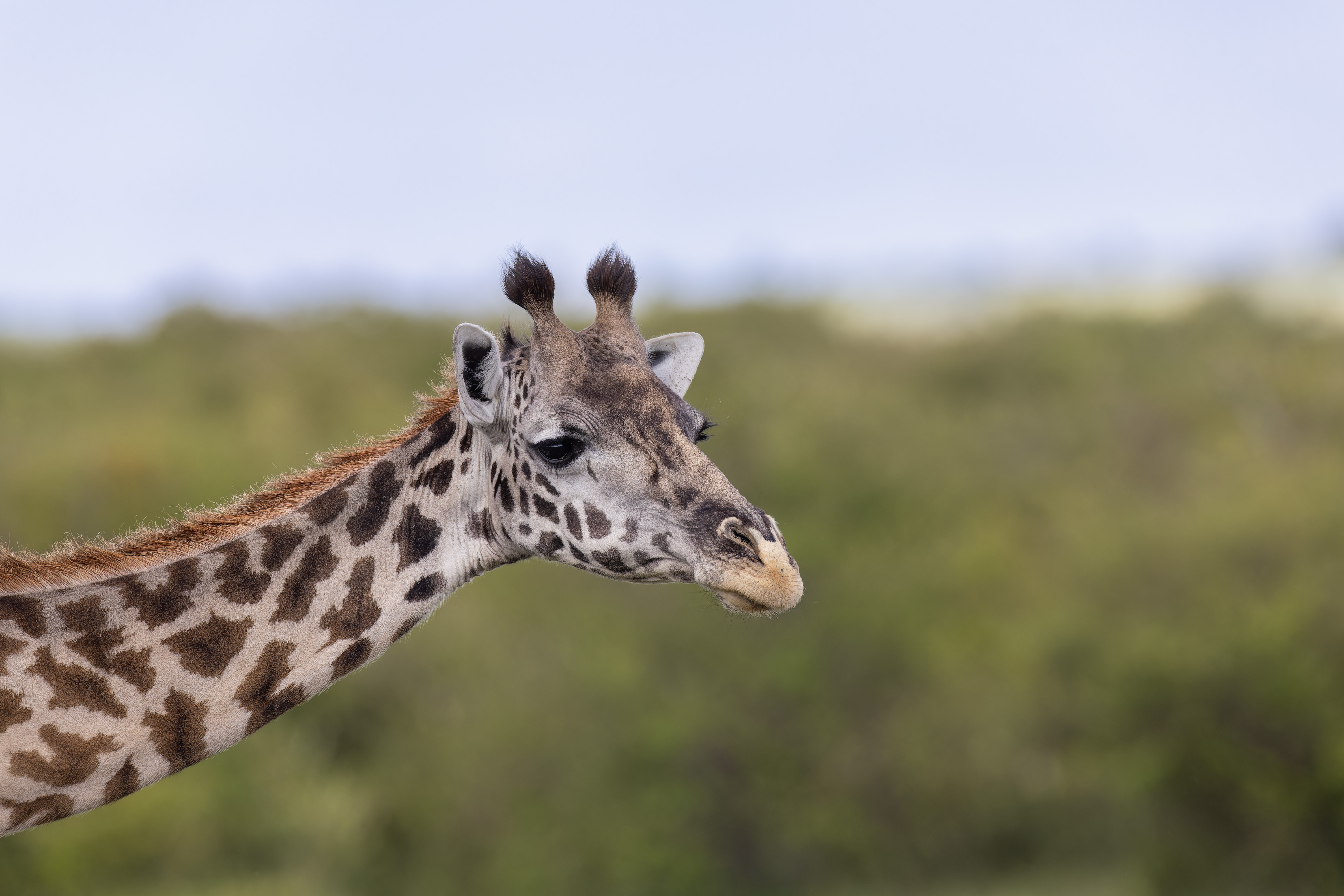 Giraffe ©Jacques Bibinet - Photographe animalier