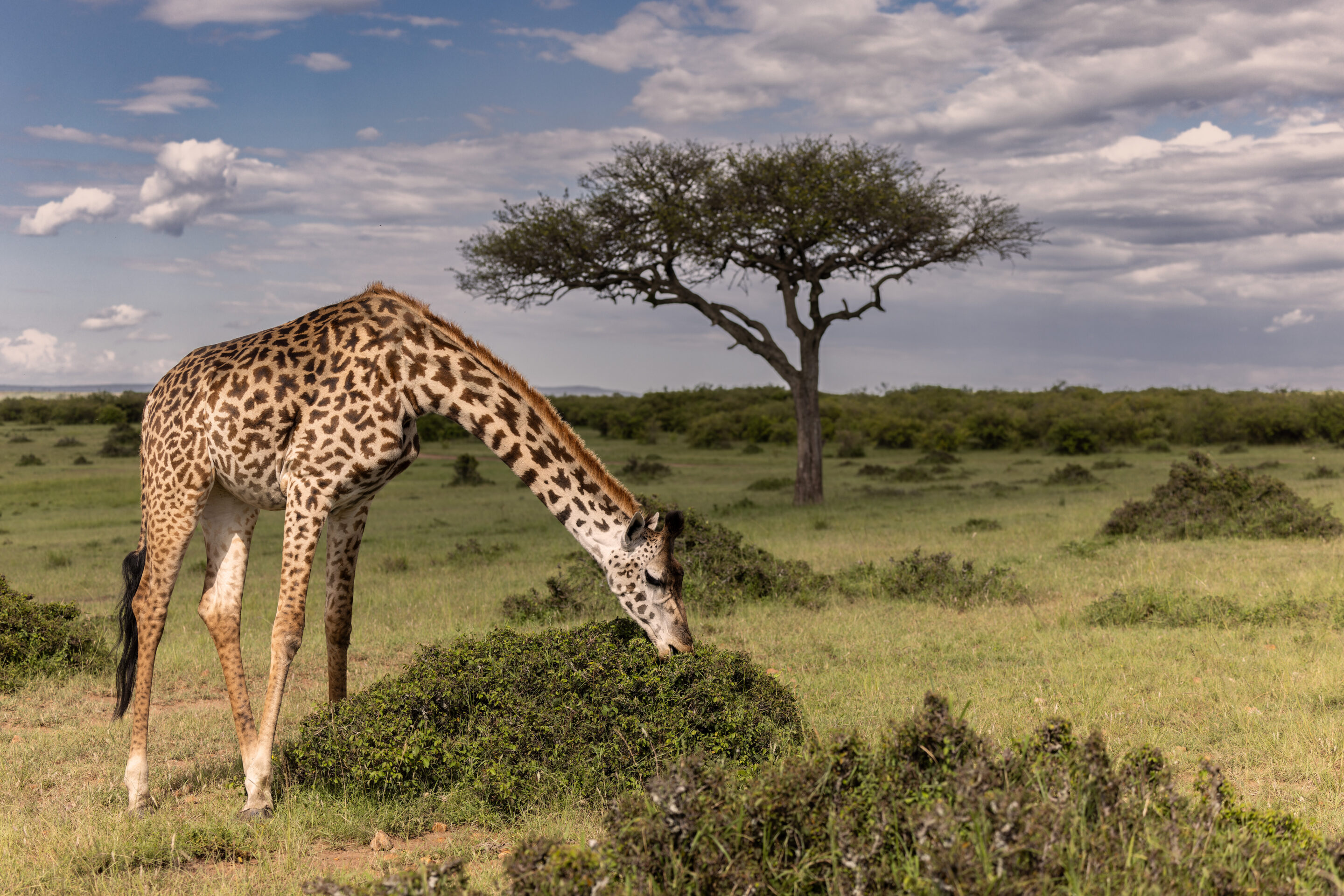 Giraffe ©Jacques Bibinet - Photographe animalier
