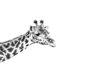 Tableau Photo Giraffe Caisse américaine ©Jacques Bibinet - Animaux sauvages d'Afrique