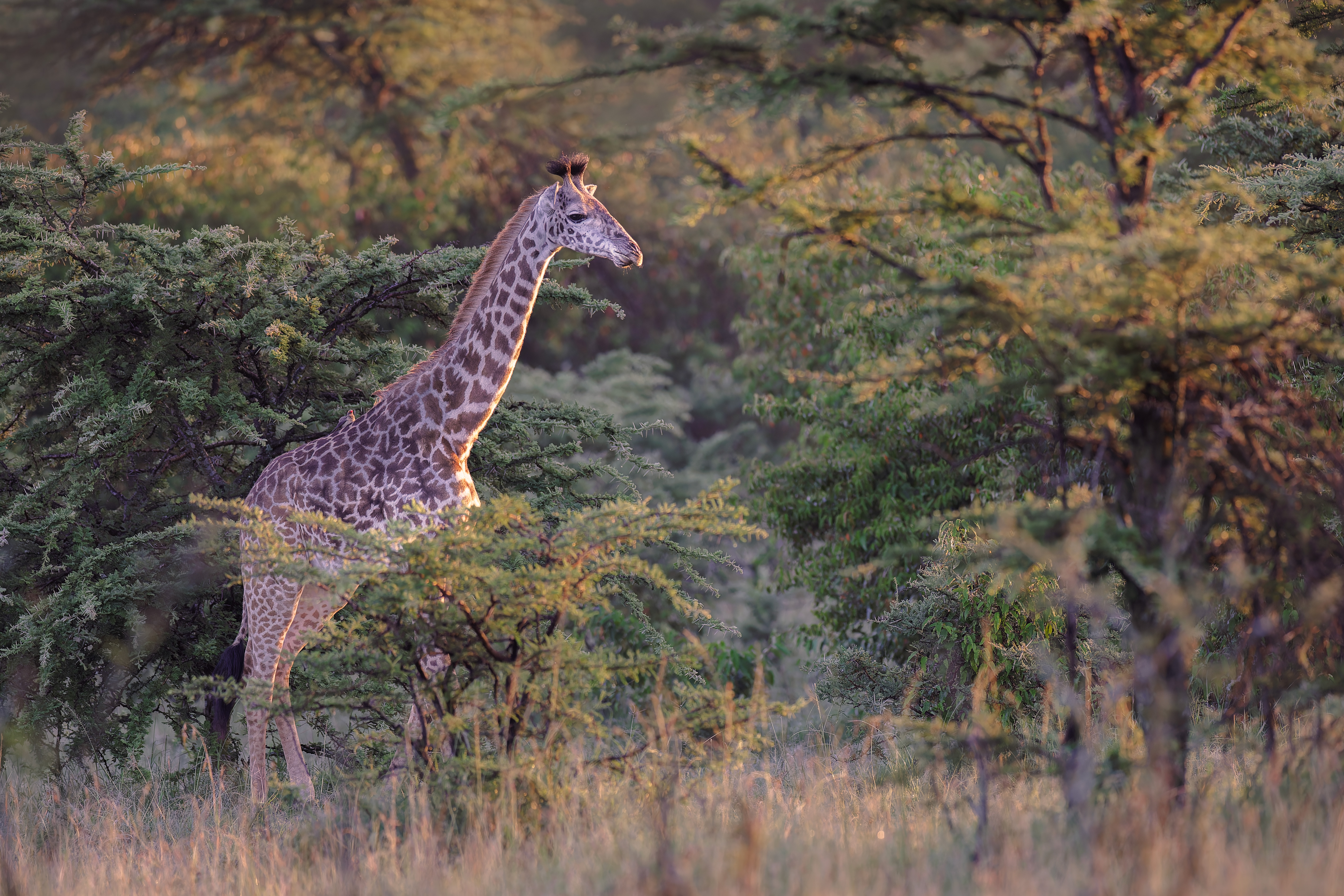 Giraffe ©Jacques Bibinet - Photographe animalier