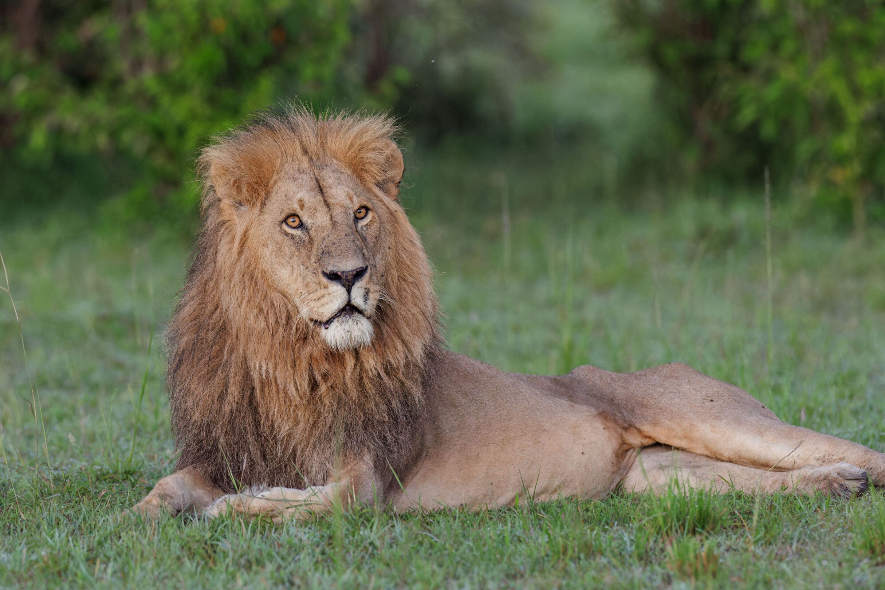 Lion ©Jacques Bibinet - Photographe animalier