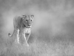 Tableau Photo Lion - Caisse américaine (©Jacques Bibinet)