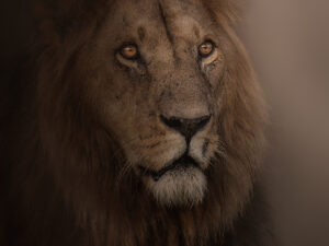 Tableau Photo Lion Portrait - Caisse américaine (©Jacques Bibinet)