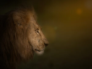 Tableau Photo Lion Mâle - Caisse américaine (©Jacques Bibinet)