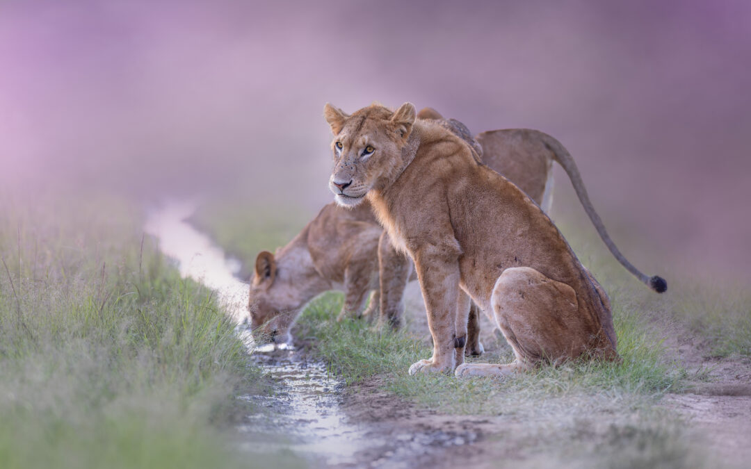 Le Post-Traitement en Photographie Animalière