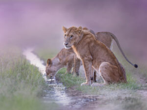Tableau Photo Jeunes Lions - Caisse américaine (©Jacques Bibinet)
