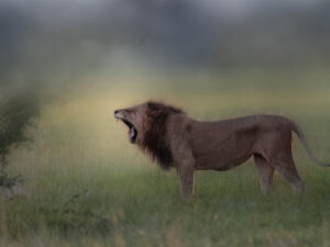 Tableau Photo Roi Lion - Caisse américaine (©Jacques Bibinet)