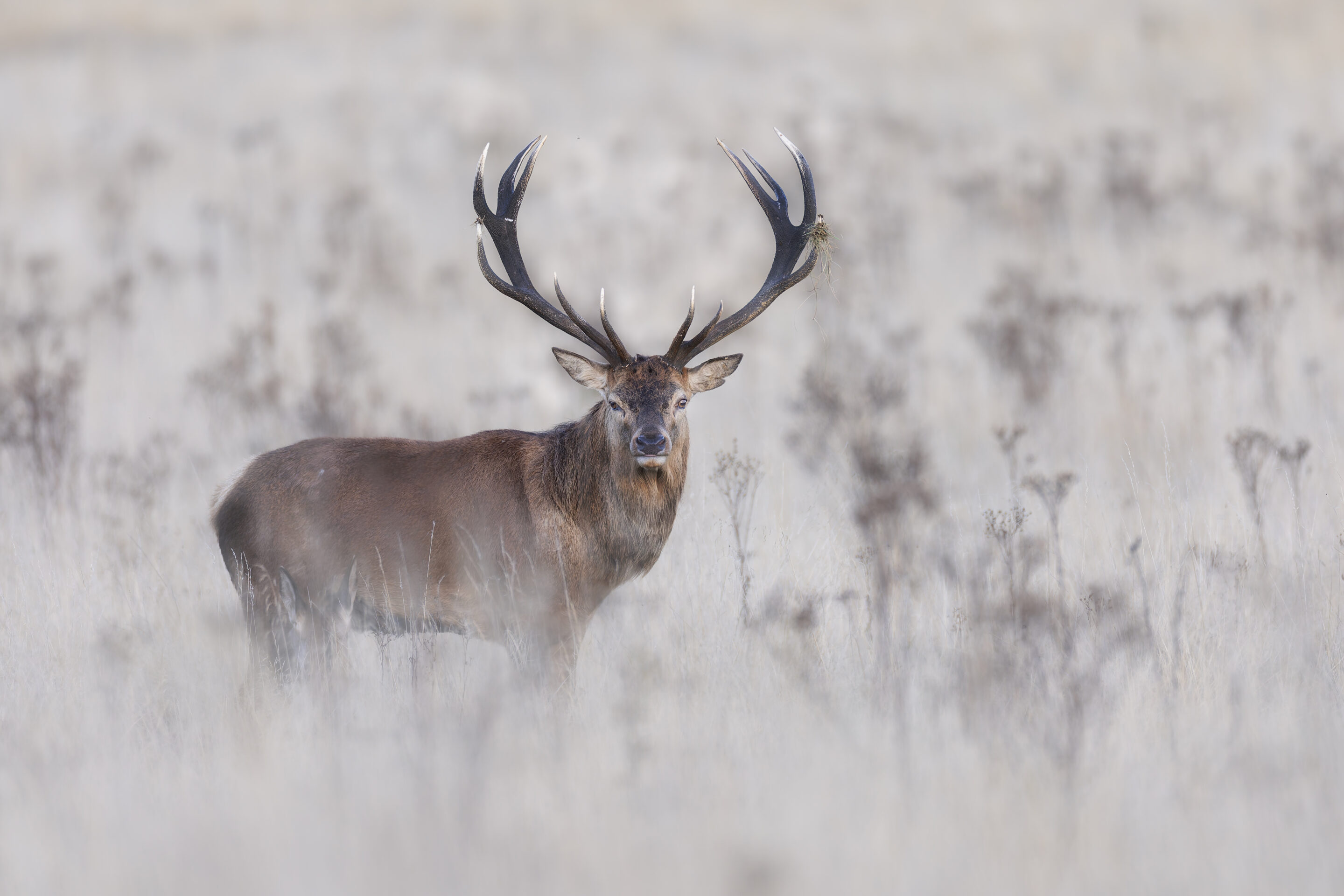 Brame Cerf Elaphe - @Jacques Bibinet