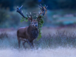 Brame Cerf Elaphe - @Jacques Bibinet