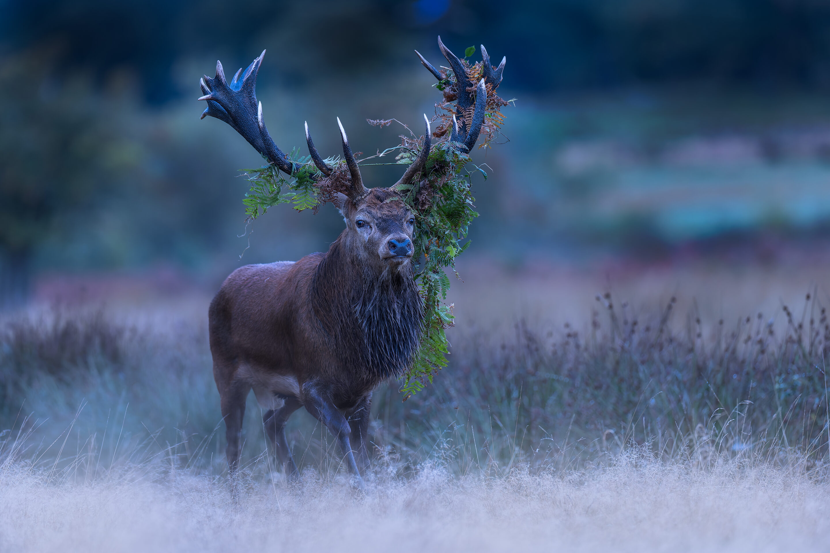 Brame Cerf Elaphe - @Jacques Bibinet