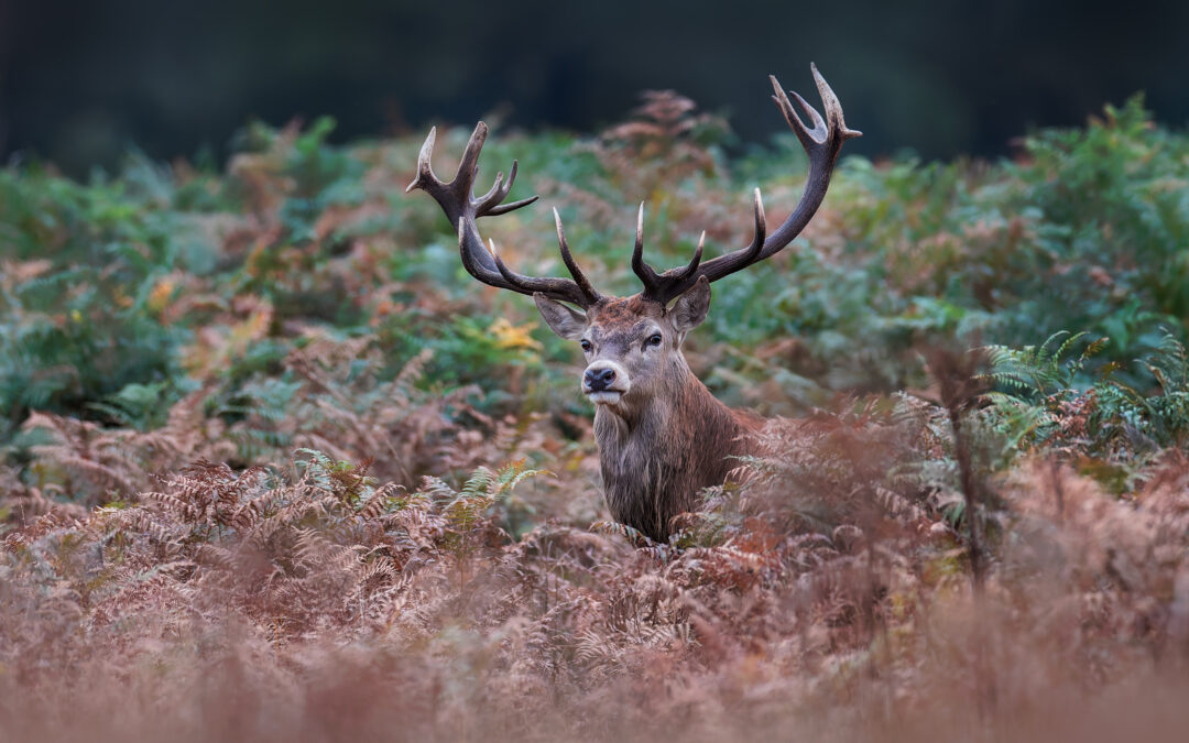 Photographier le brame du cerf : Conseils pour capturer cet instant magique