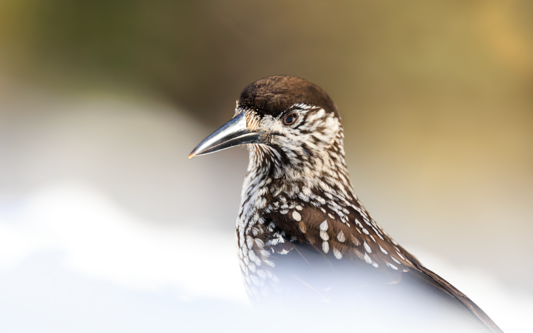 À la rencontre du Casse-noix moucheté dans les forêts valaisannes