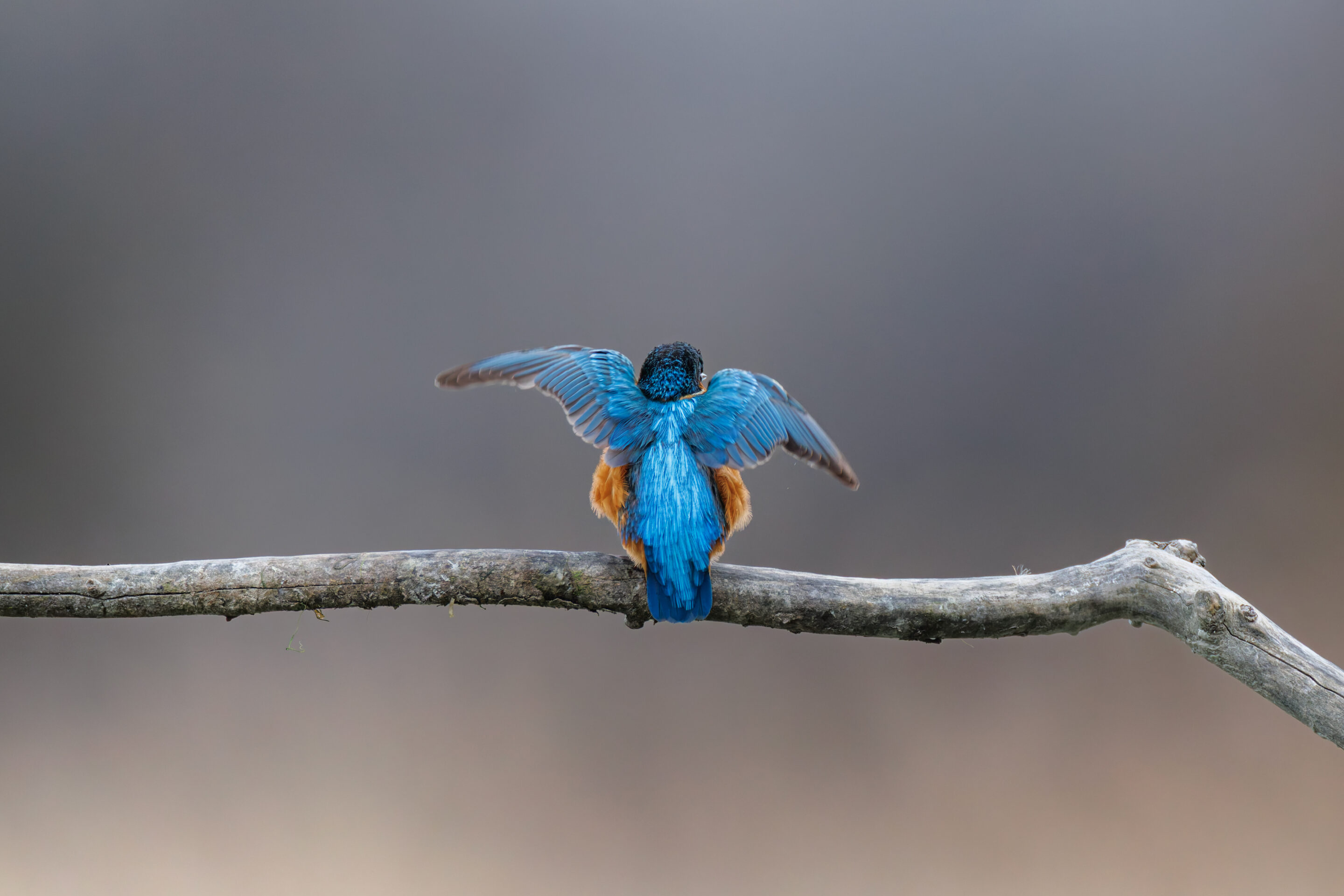 Marin Pêcheur d'Europe ©Jacques Bibinet - Wildlife Photography