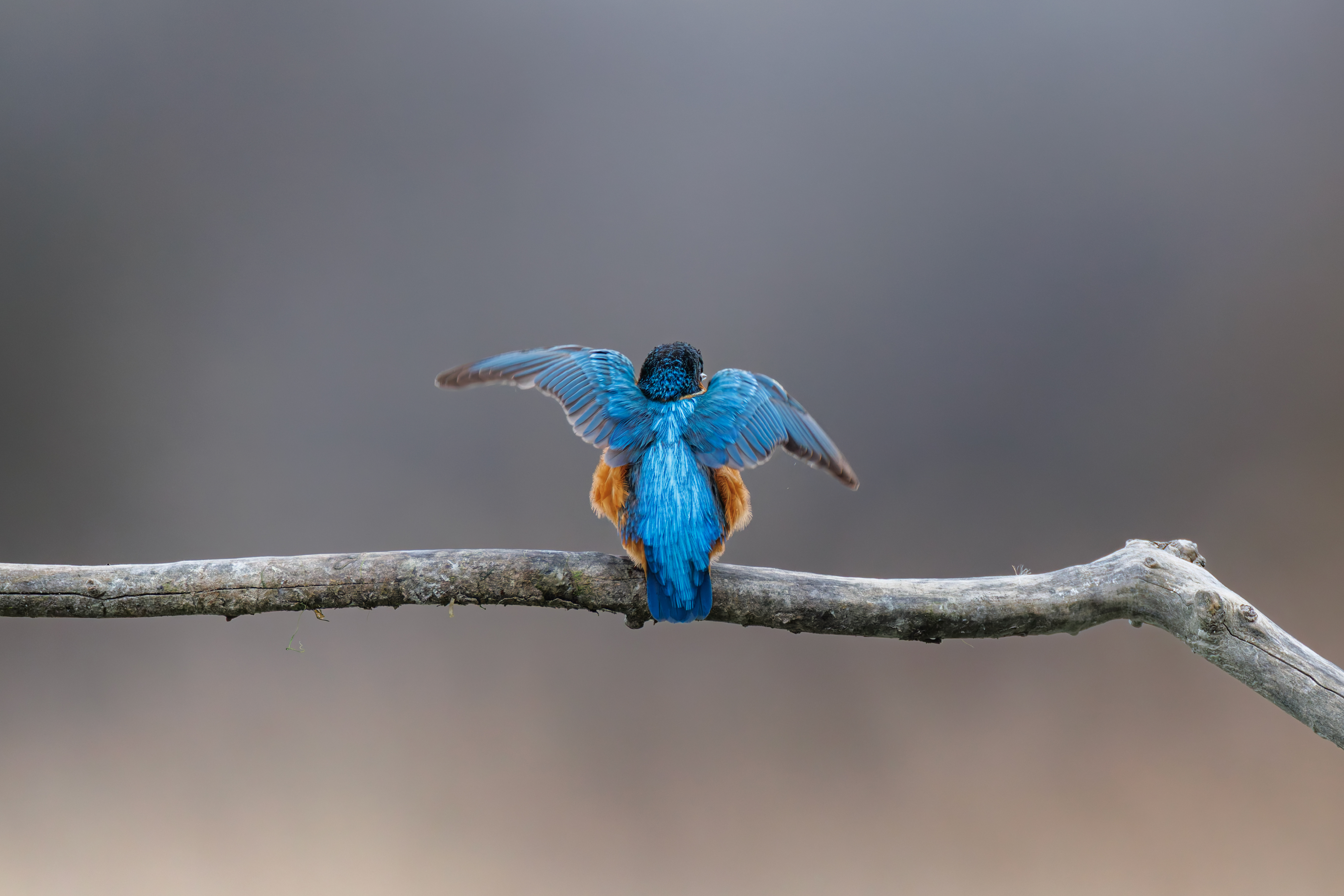 Marin Pêcheur d'Europe ©Jacques Bibinet - Wildlife Photography