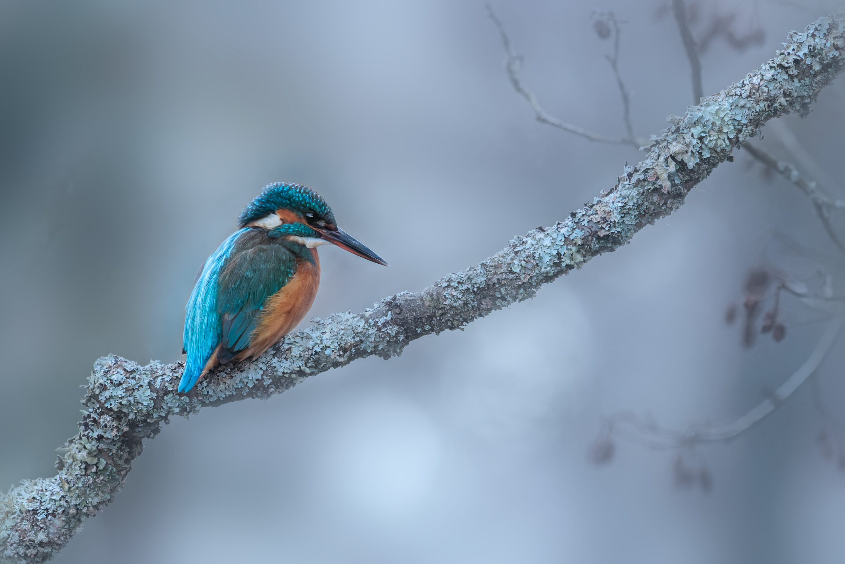 Marin Pêcheur d'Europe ©Jacques Bibinet - Wildlife Photography