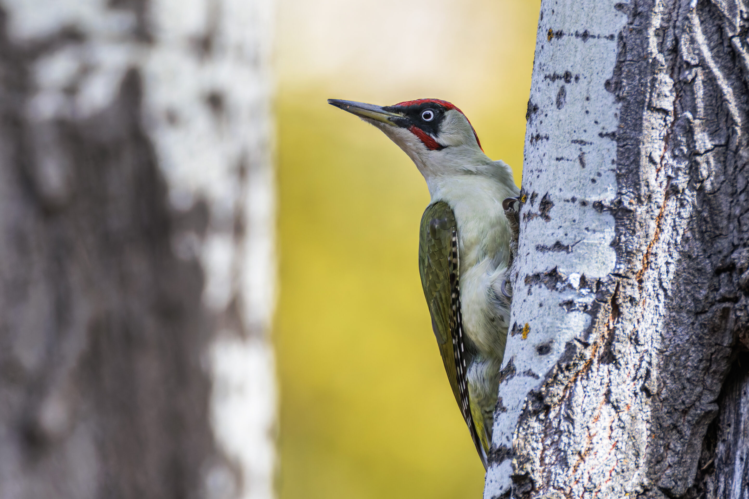 Pic Vert ©Jacques Bibinet - Wildlife Photography