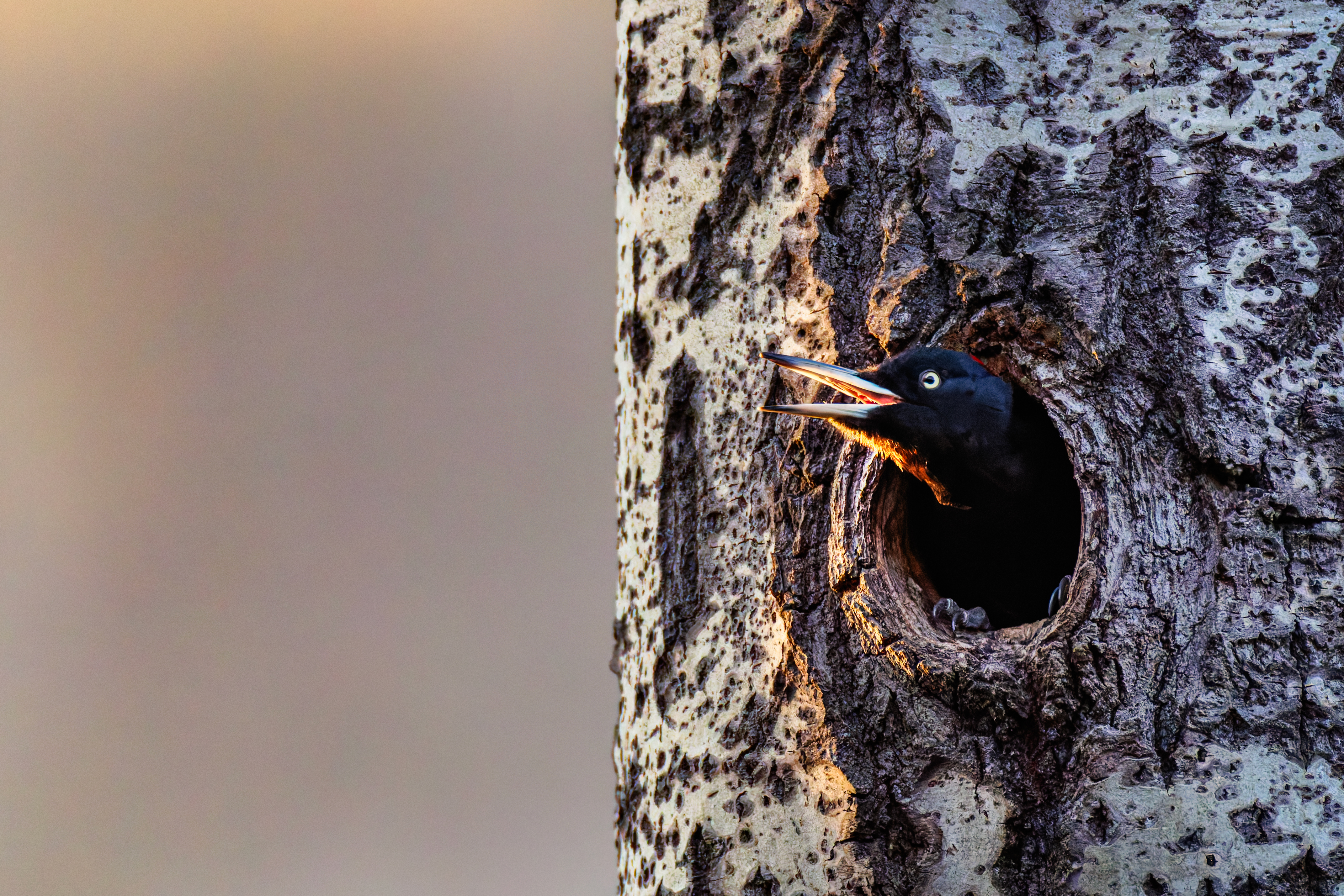 Pic Noir ©Jacques Bibinet &#8211; Wildlife Photography