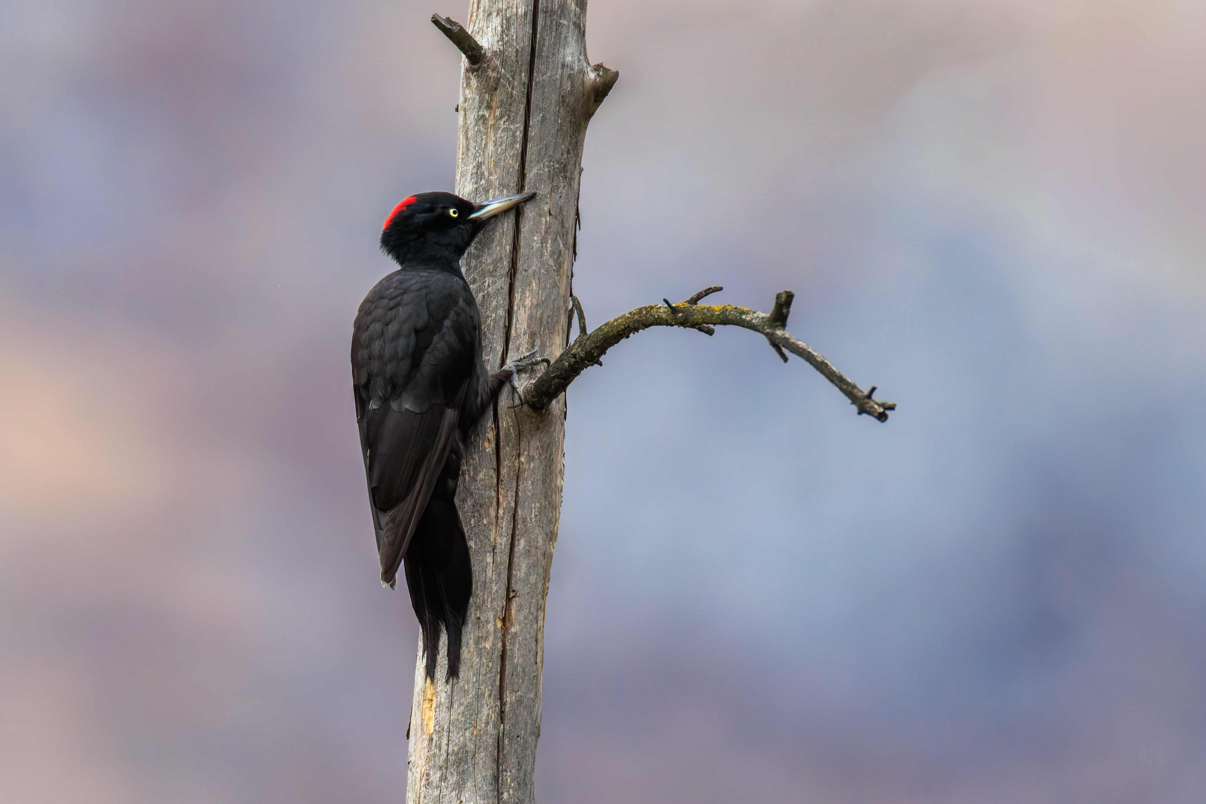Pic Noir ©Jacques Bibinet - Wildlife Photography