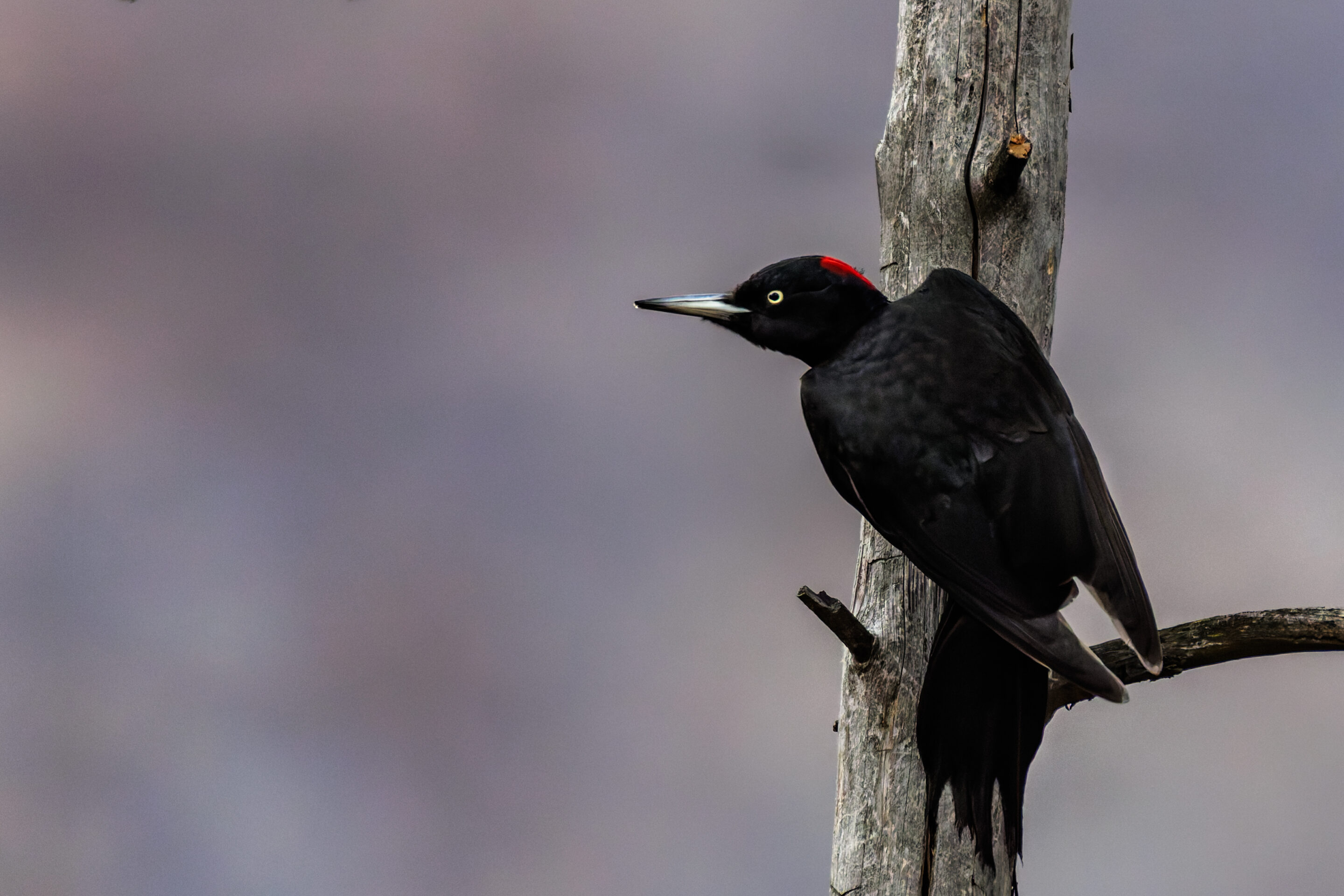Pic Noir ©Jacques Bibinet - Wildlife Photography
