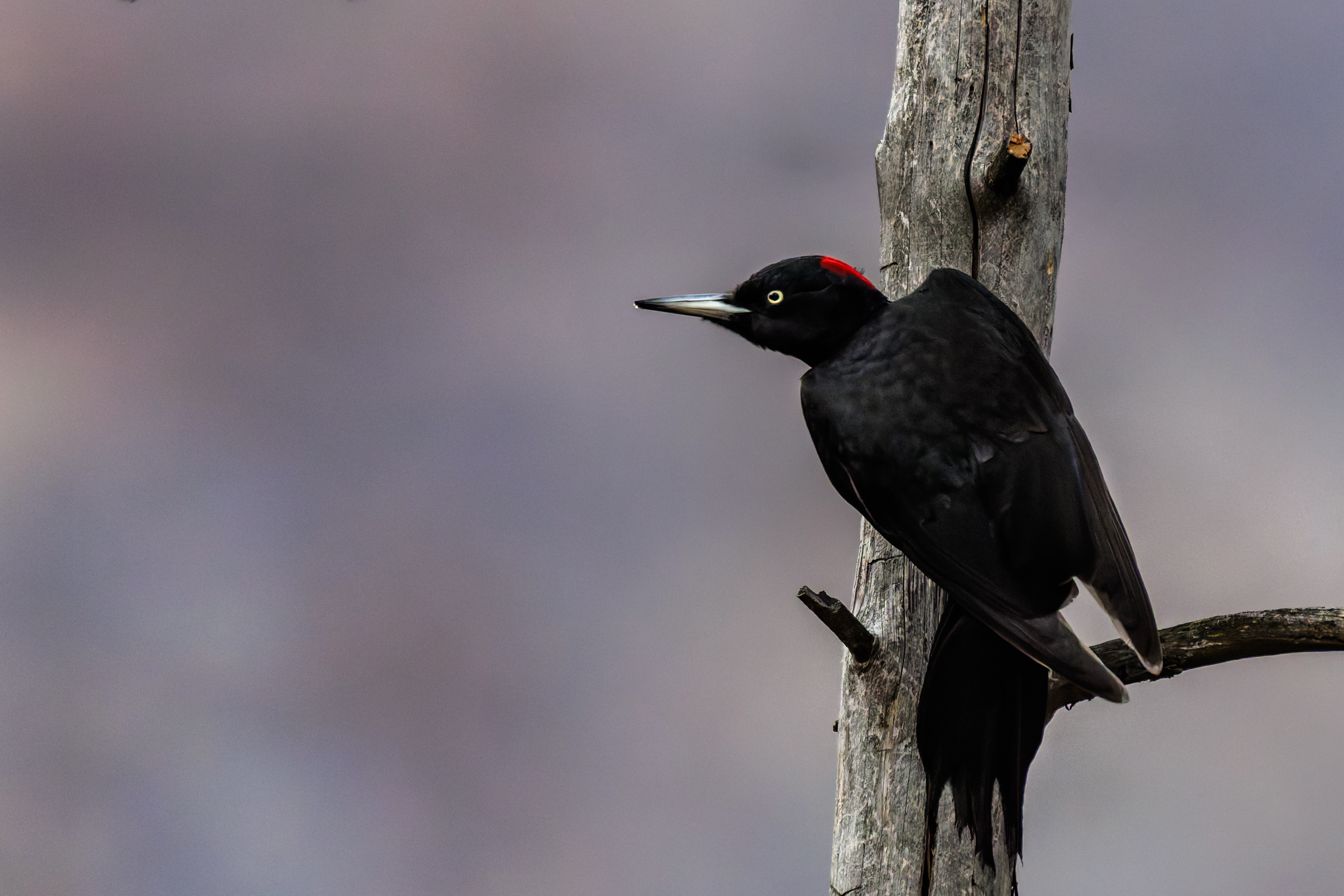 Pic Noir ©Jacques Bibinet - Wildlife Photography