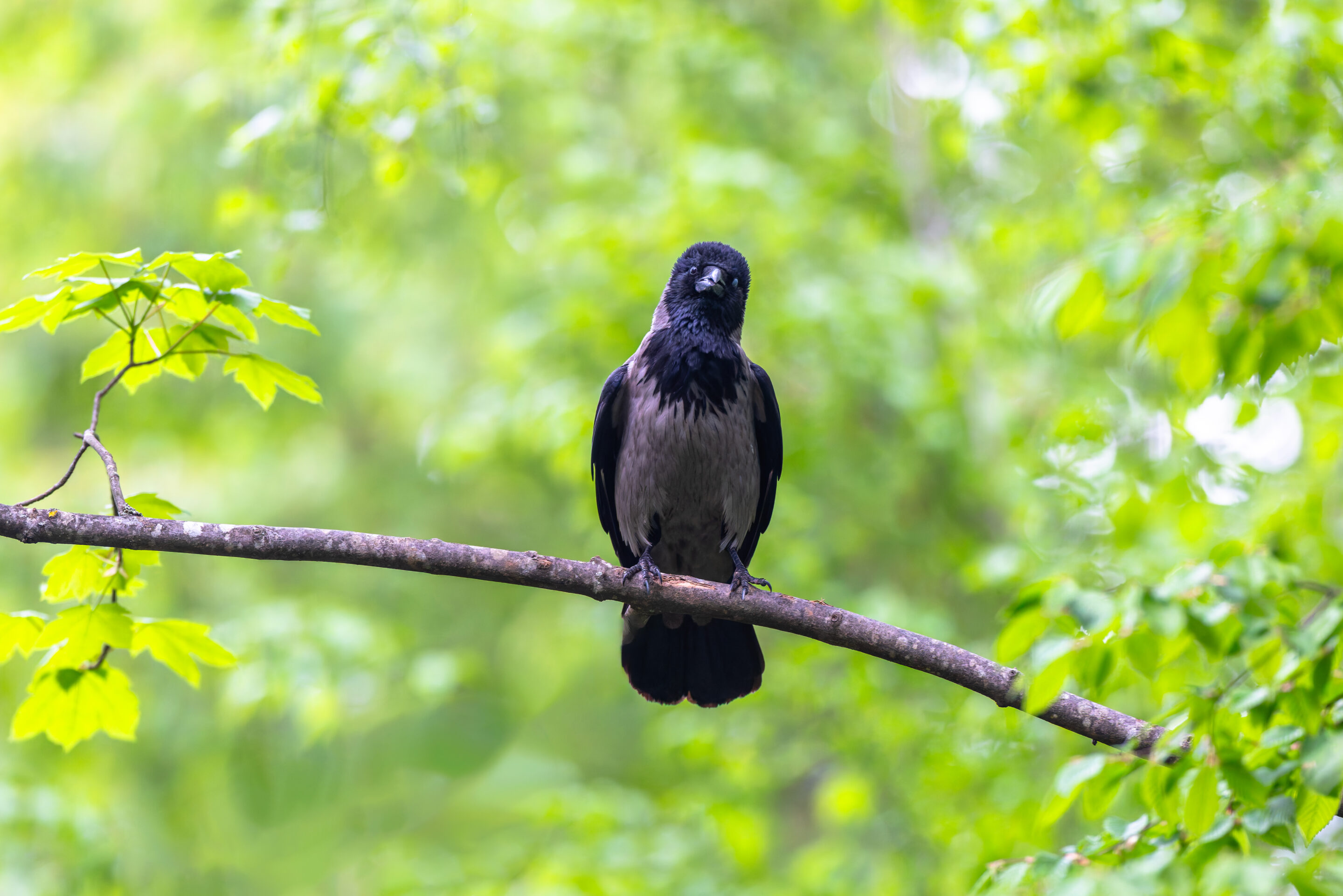 Corneille-Mantelée ©Jacques Bibinet - Wildlife Photography