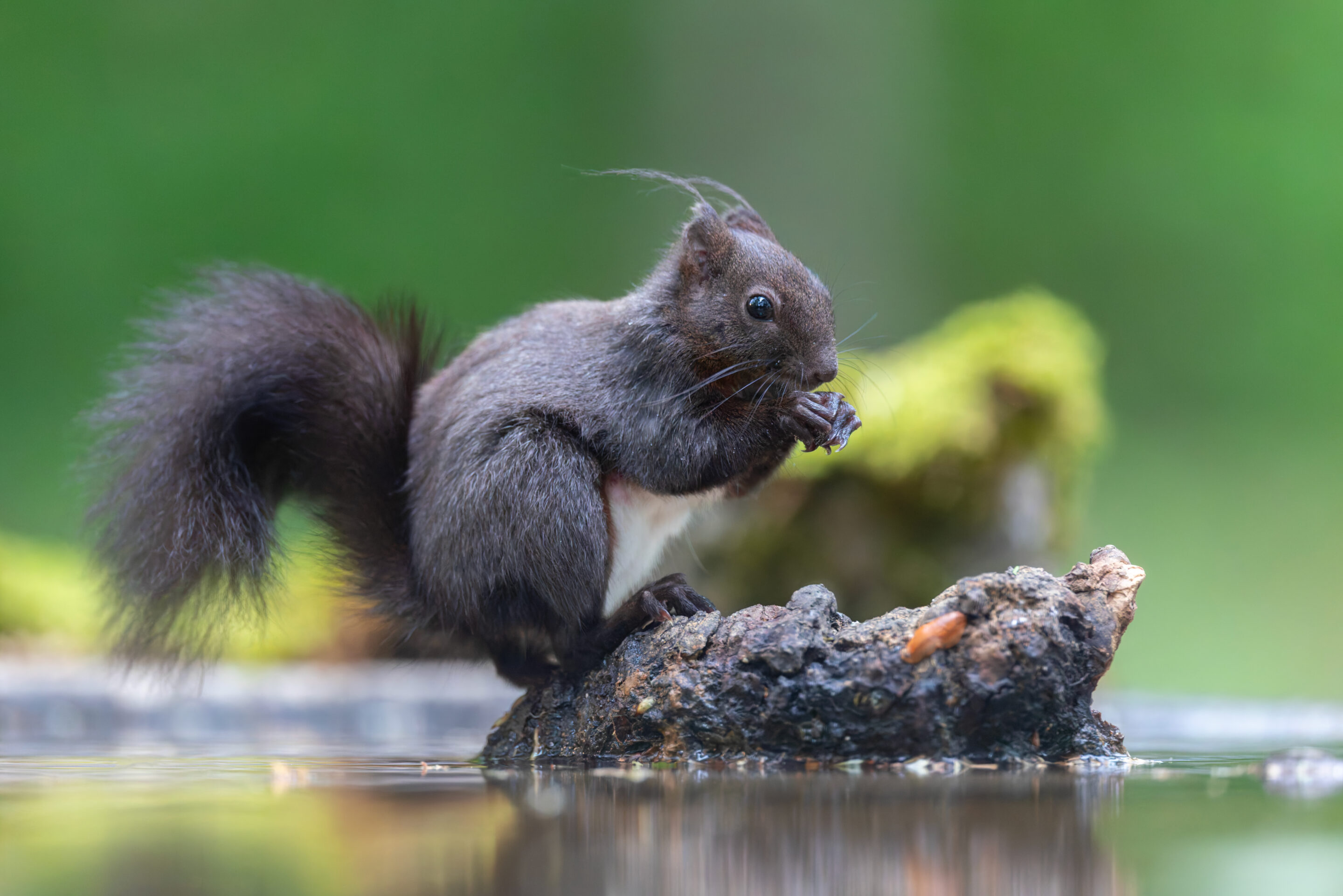 Ecureuil ©Jacques Bibinet - Wildlife Photography