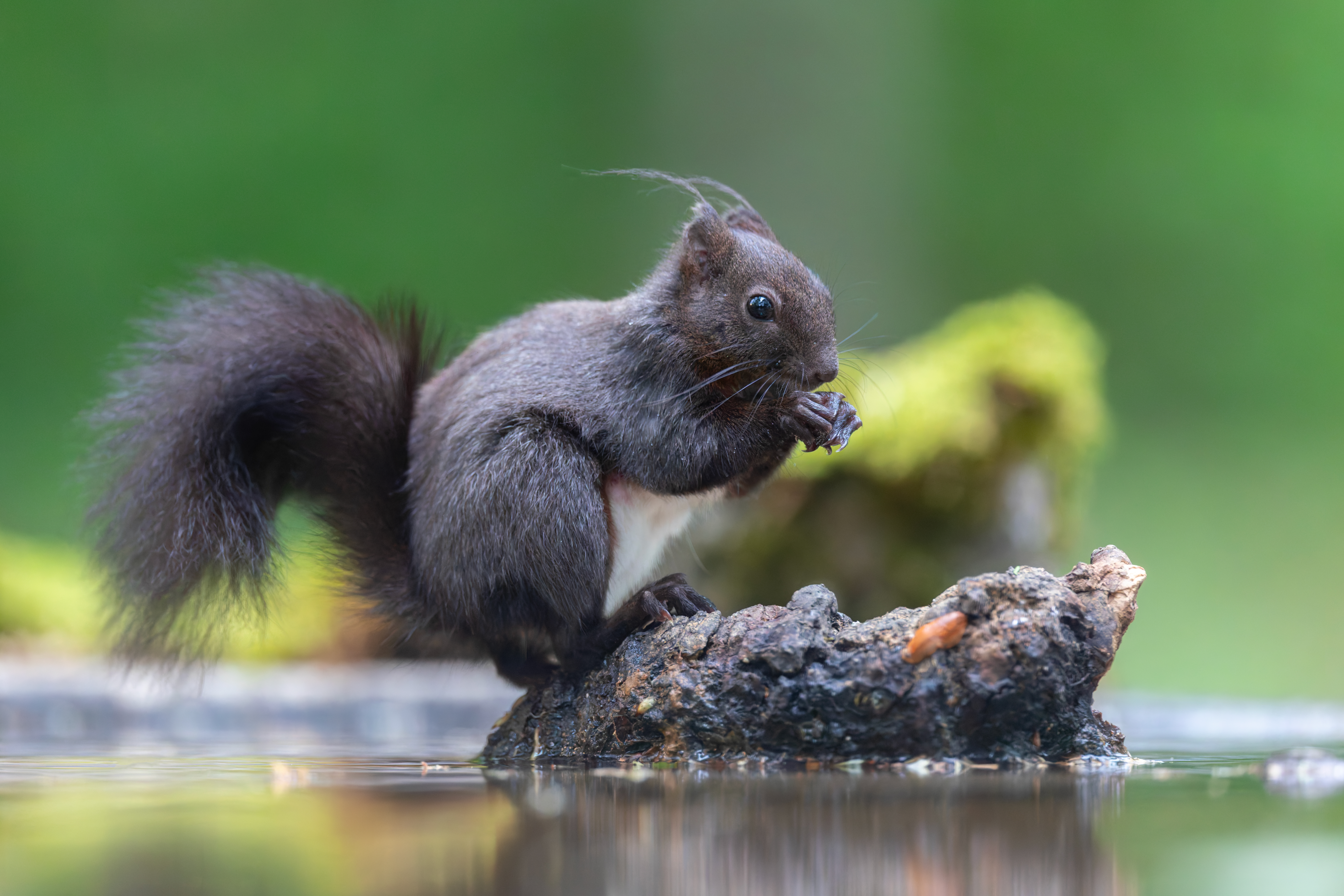 Ecureuil ©Jacques Bibinet - Wildlife Photography