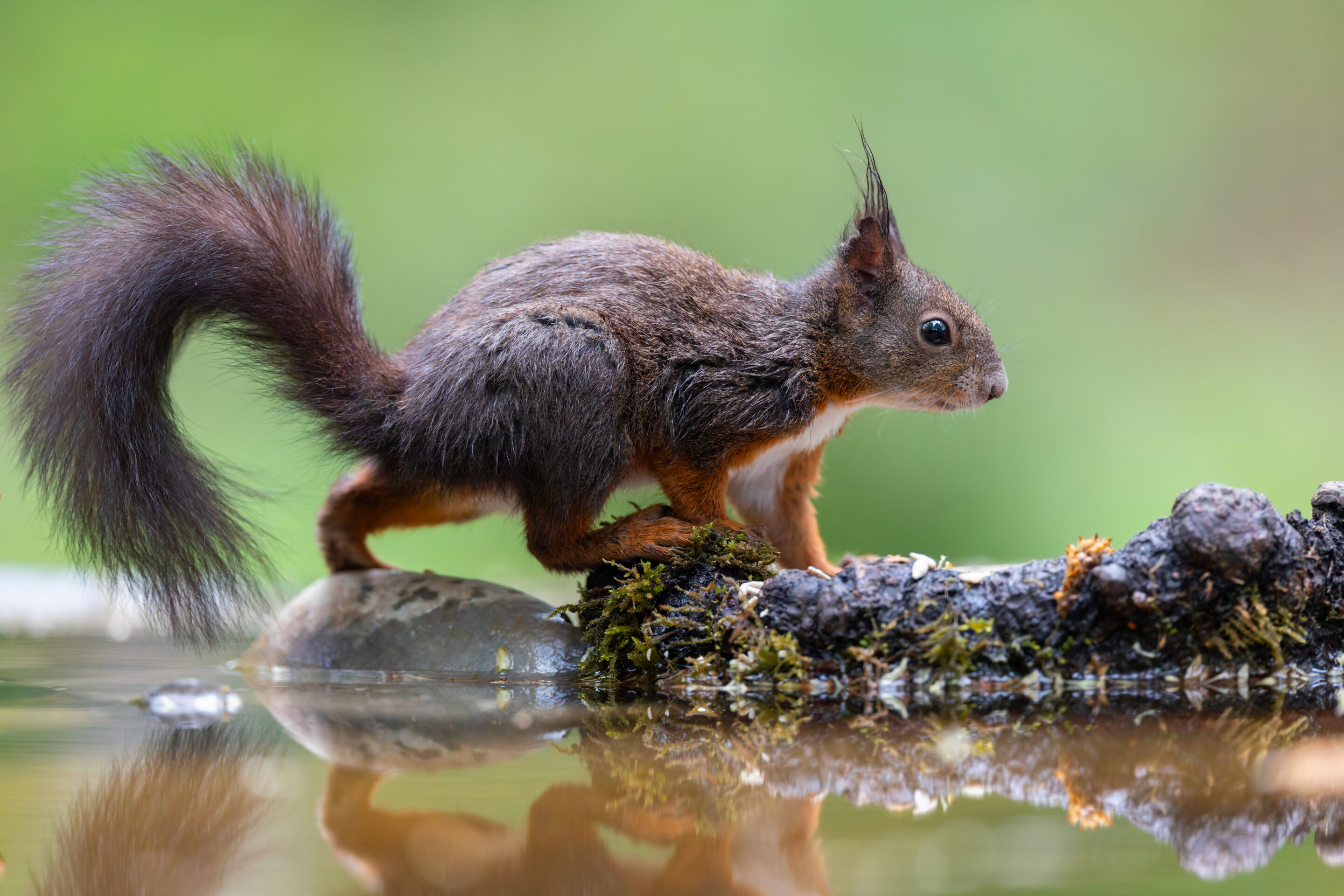 Ecureuil ©Jacques Bibinet - Wildlife Photography