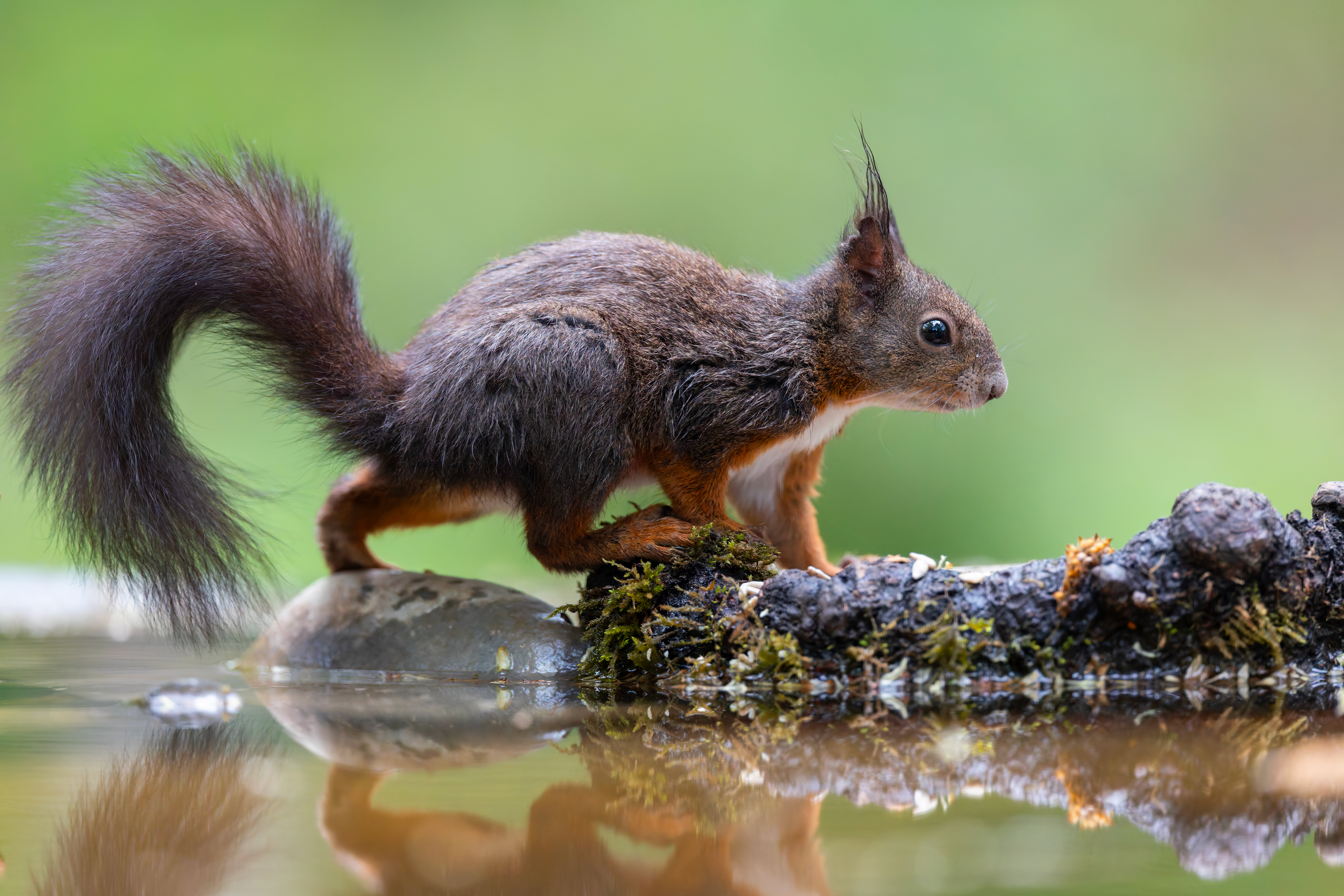 Ecureuil ©Jacques Bibinet - Wildlife Photography