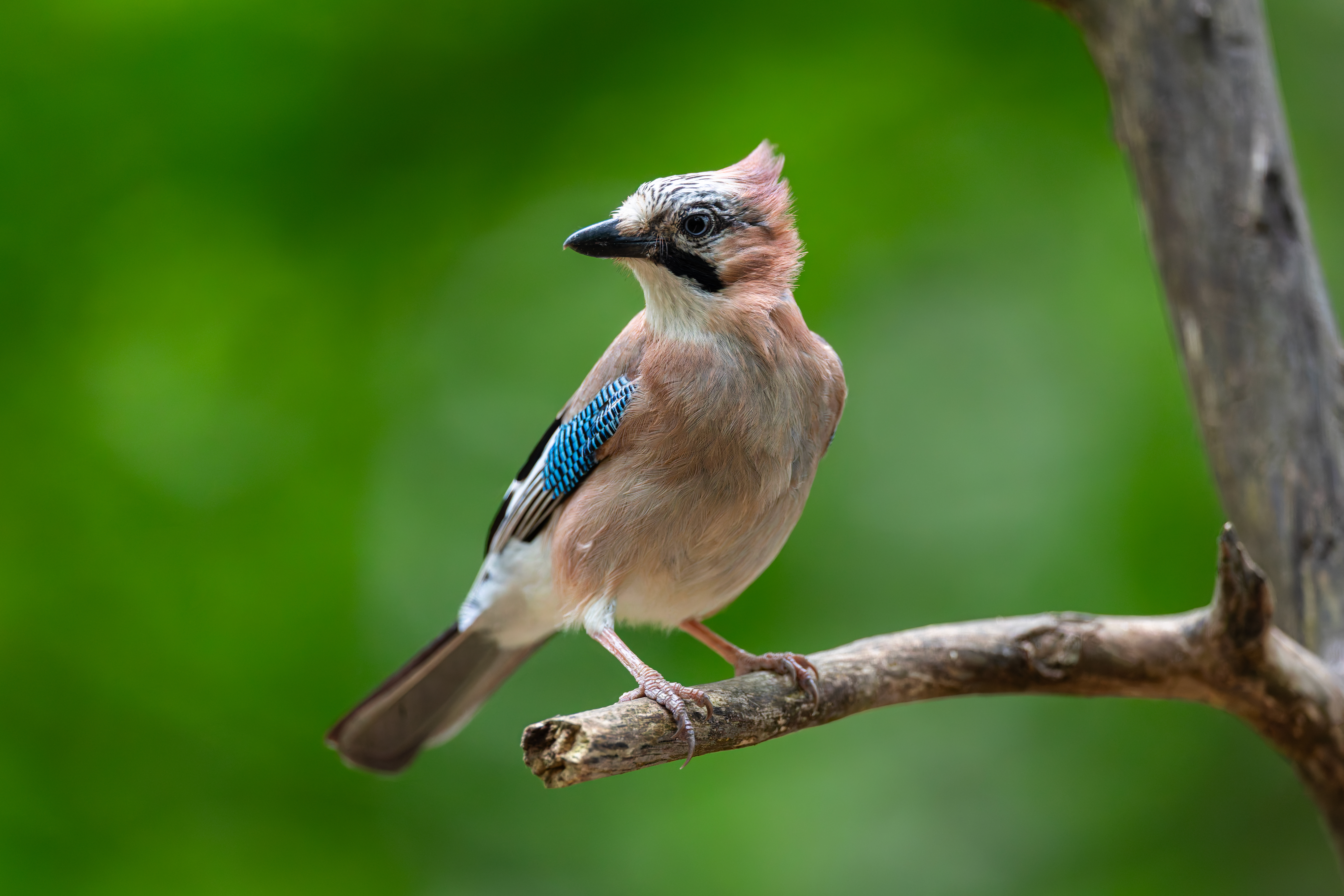 Geai des Chênes ©Jacques Bibinet - Wildlife Photography