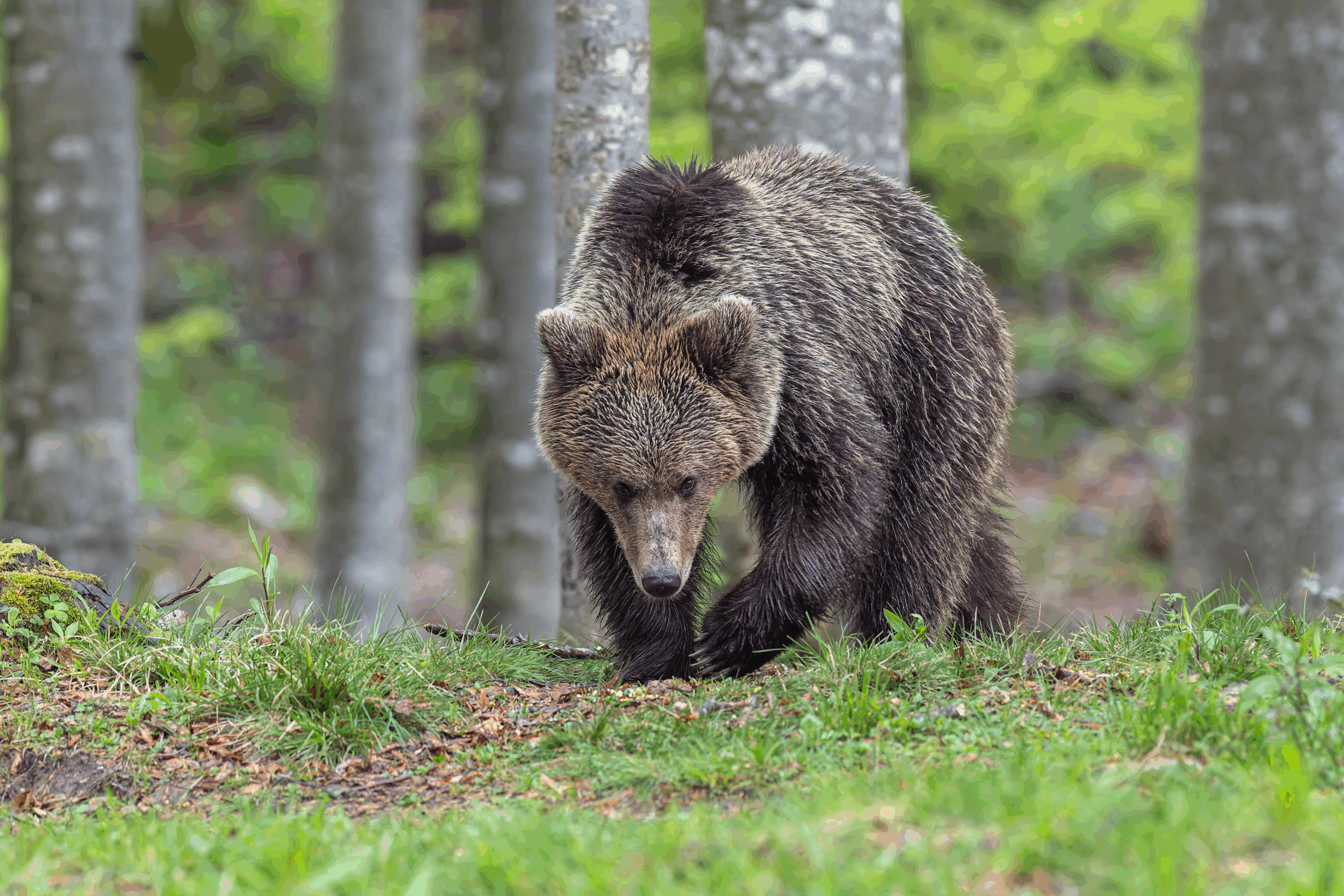 Ours Brun ©Jacques Bibinet - Wildlife Photography