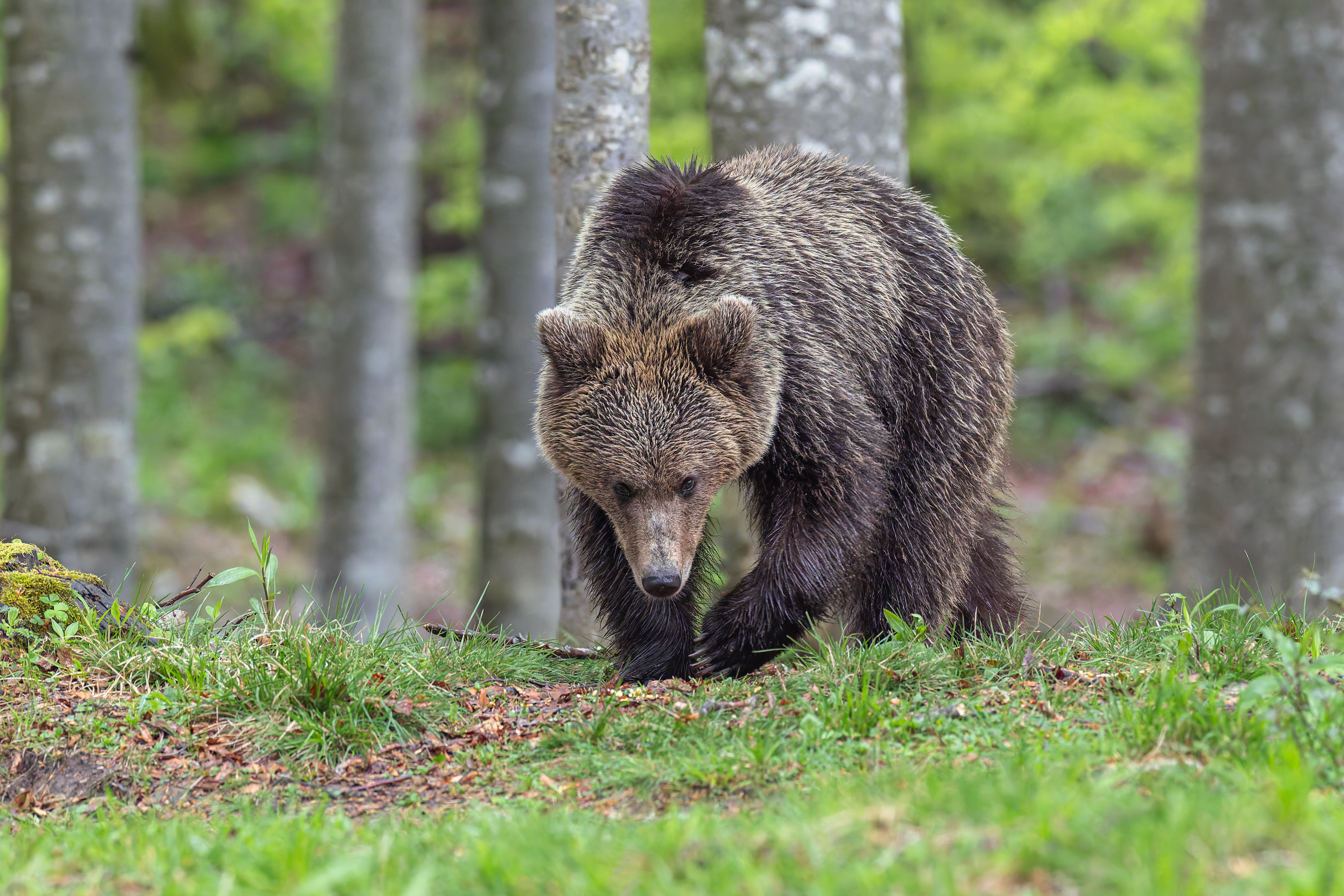 Ours Brun ©Jacques Bibinet - Wildlife Photography