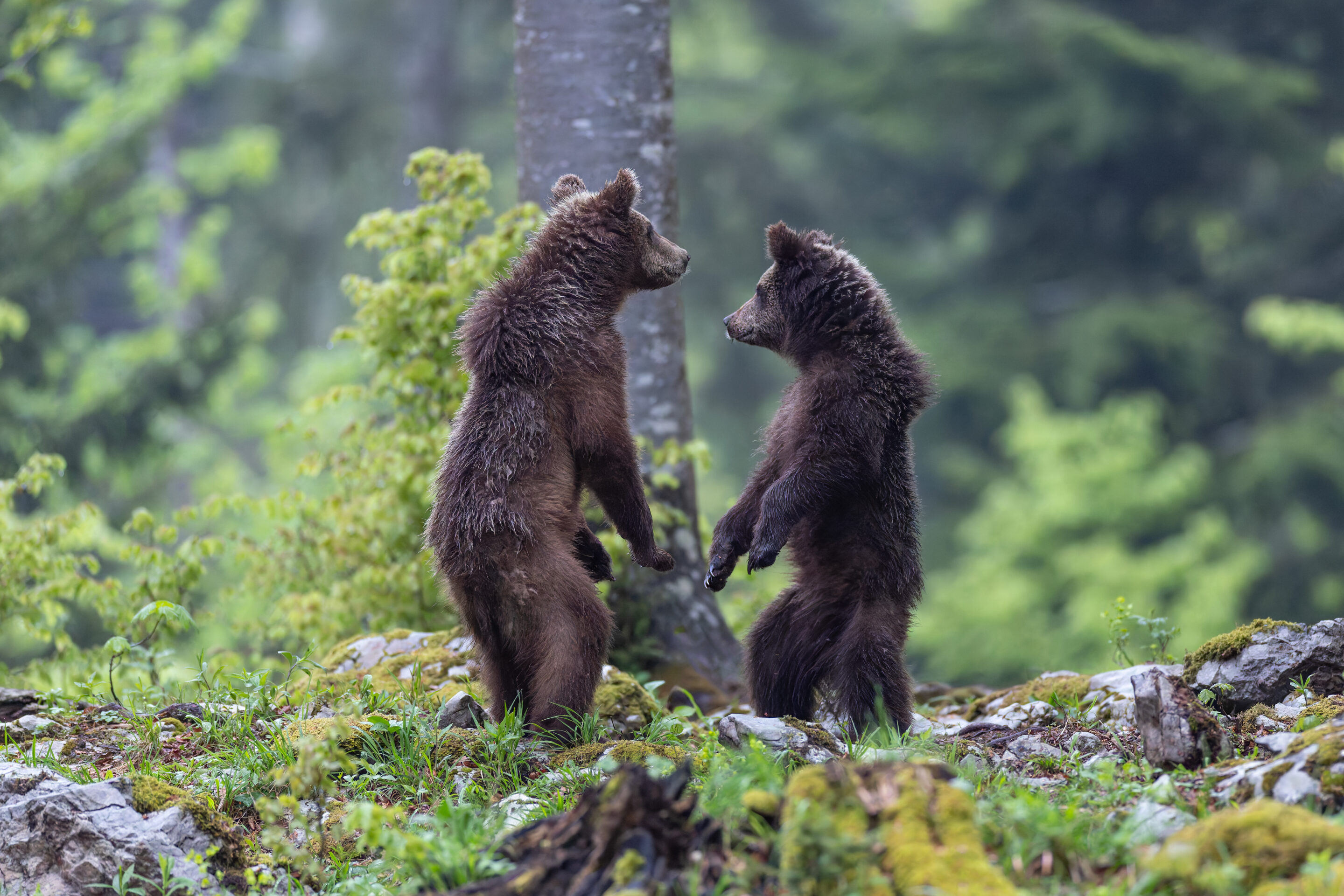Cours photo animalière