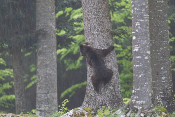 Workshop Photo : Ours bruns & Oiseaux en Slovénie – Image 4