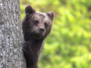Ours Brun ©Jacques Bibinet – Wildlife Photography