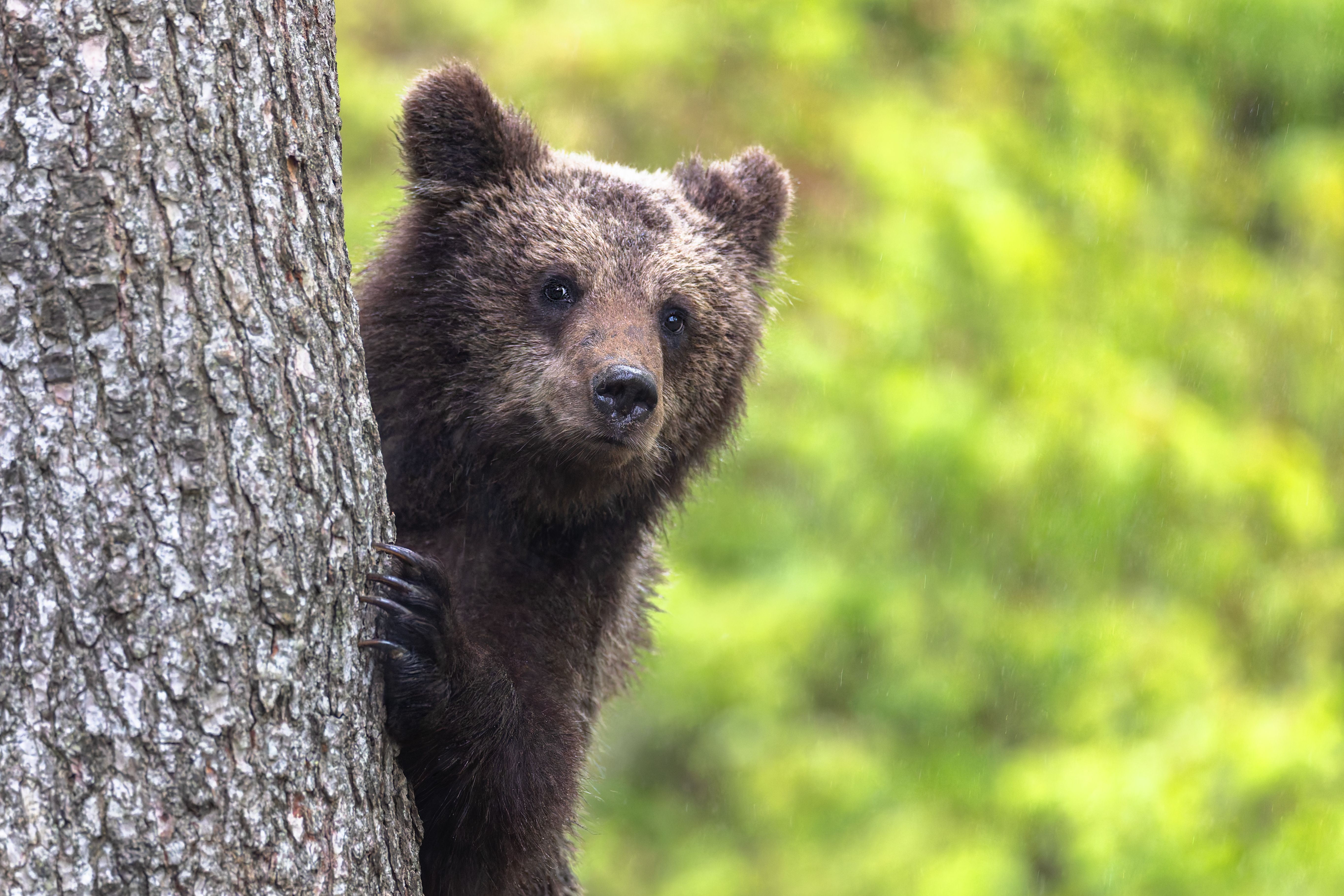 Ours Brun ©Jacques Bibinet &#8211; Wildlife Photography