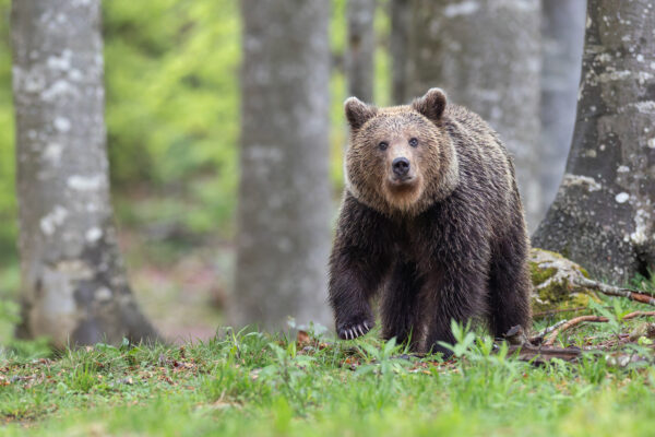 Workshop Photo : Ours bruns & Oiseaux en Slovénie – Image 2