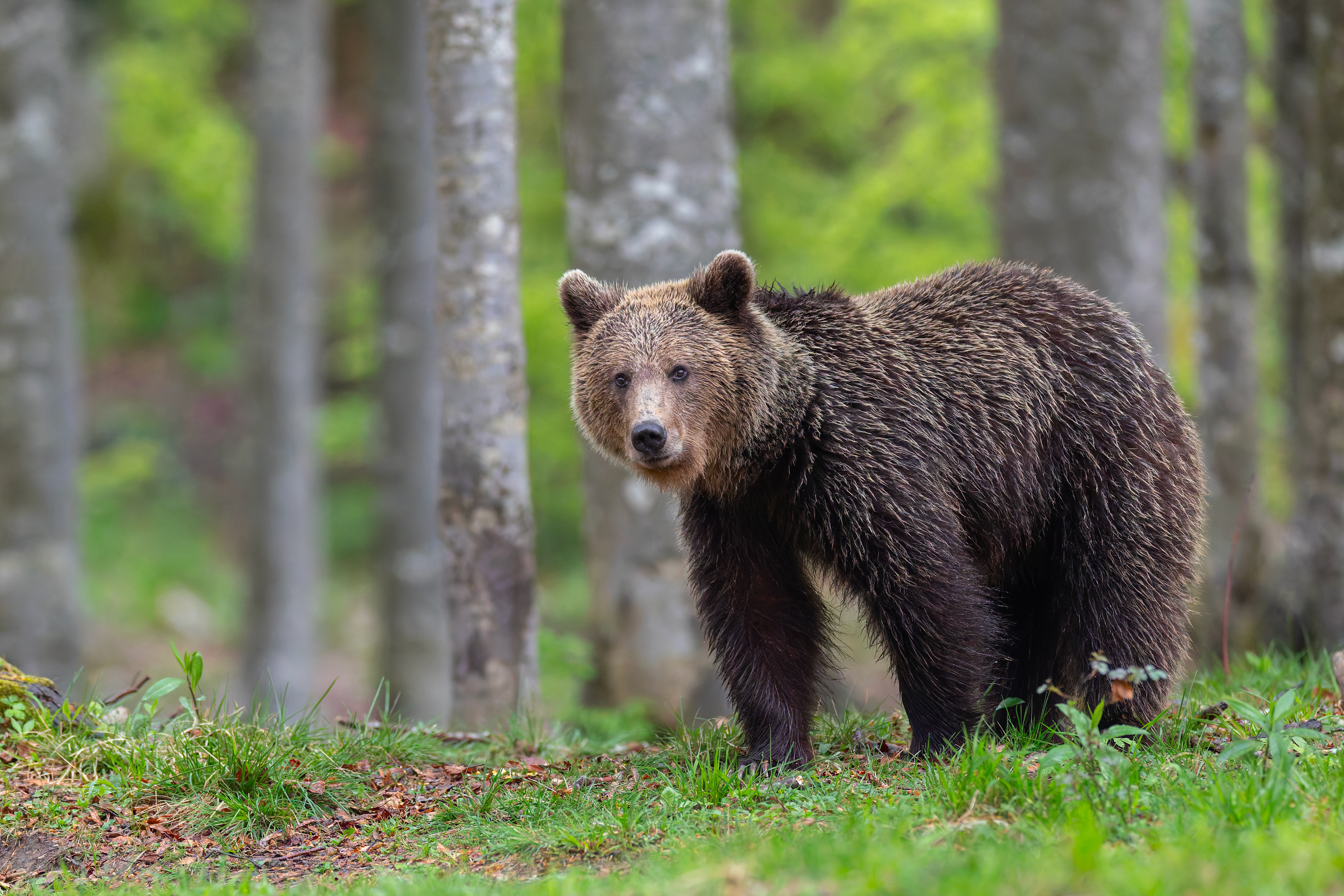 Ours Brun ©Jacques Bibinet &#8211; Wildlife Photography