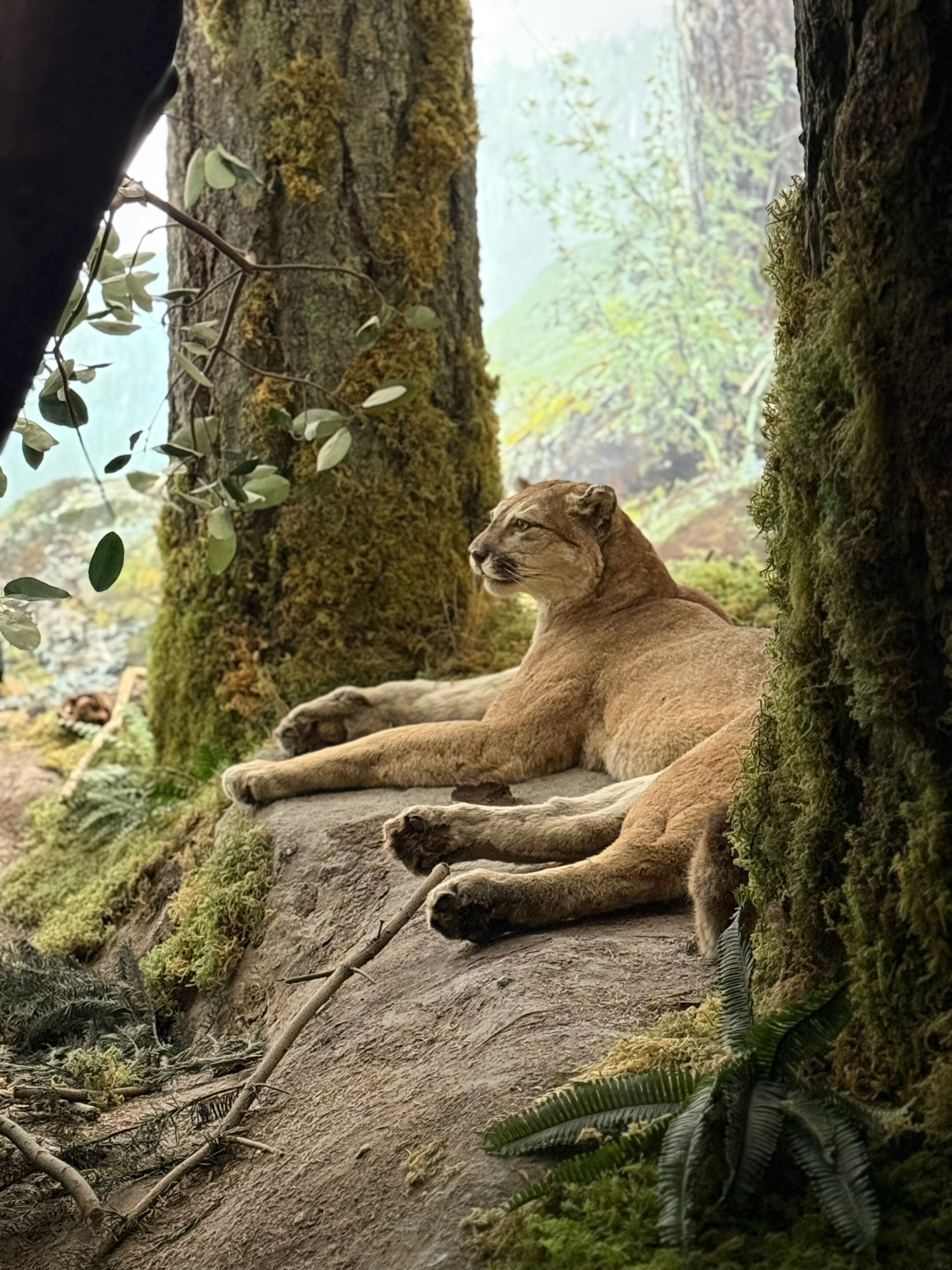 Royal BC Museum