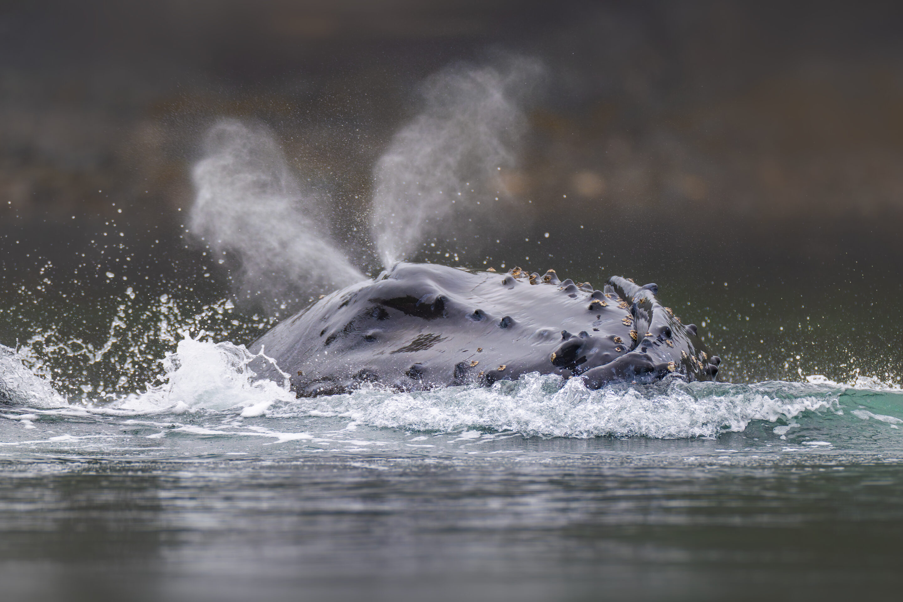 Baleine à bosse - Bubble net feeding