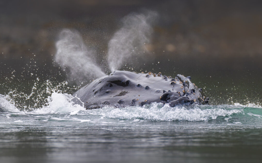 Vancouver Island : un paradis pour les amoureux de nature et de photographie