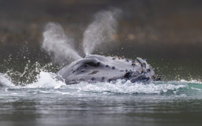 Vancouver Island : un paradis pour les amoureux de nature et de photographie