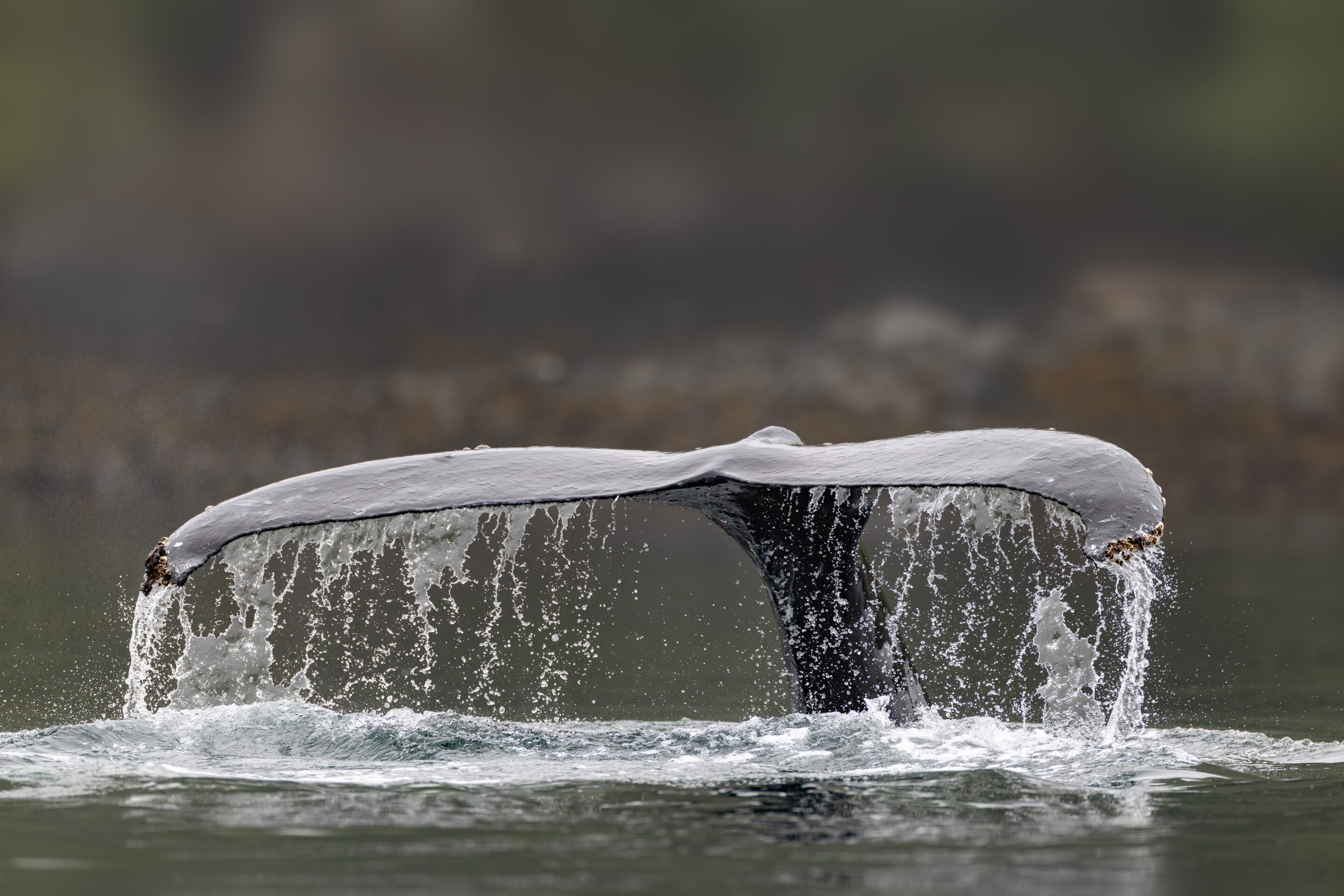 Queue de baleine à bosse